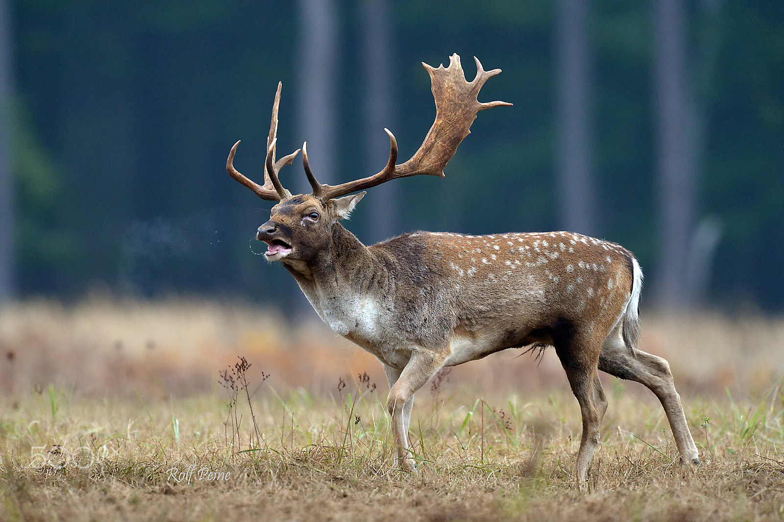 Nikon AF-S Nikkor 500mm F4D ED-IF II sample photo. Feuchte aussprache :-) photography