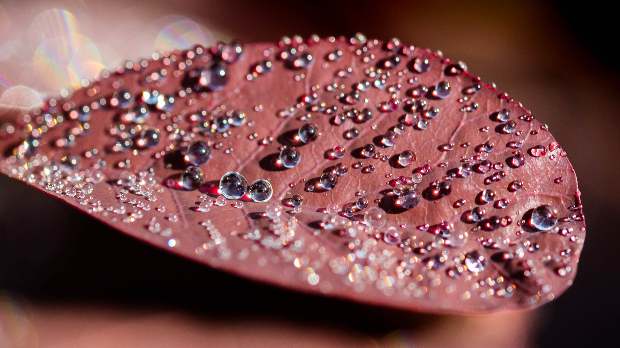 Fujifilm X-Pro2 + Fujifilm XF 60mm F2.4 R Macro sample photo. Comme un goût de chocolat photography