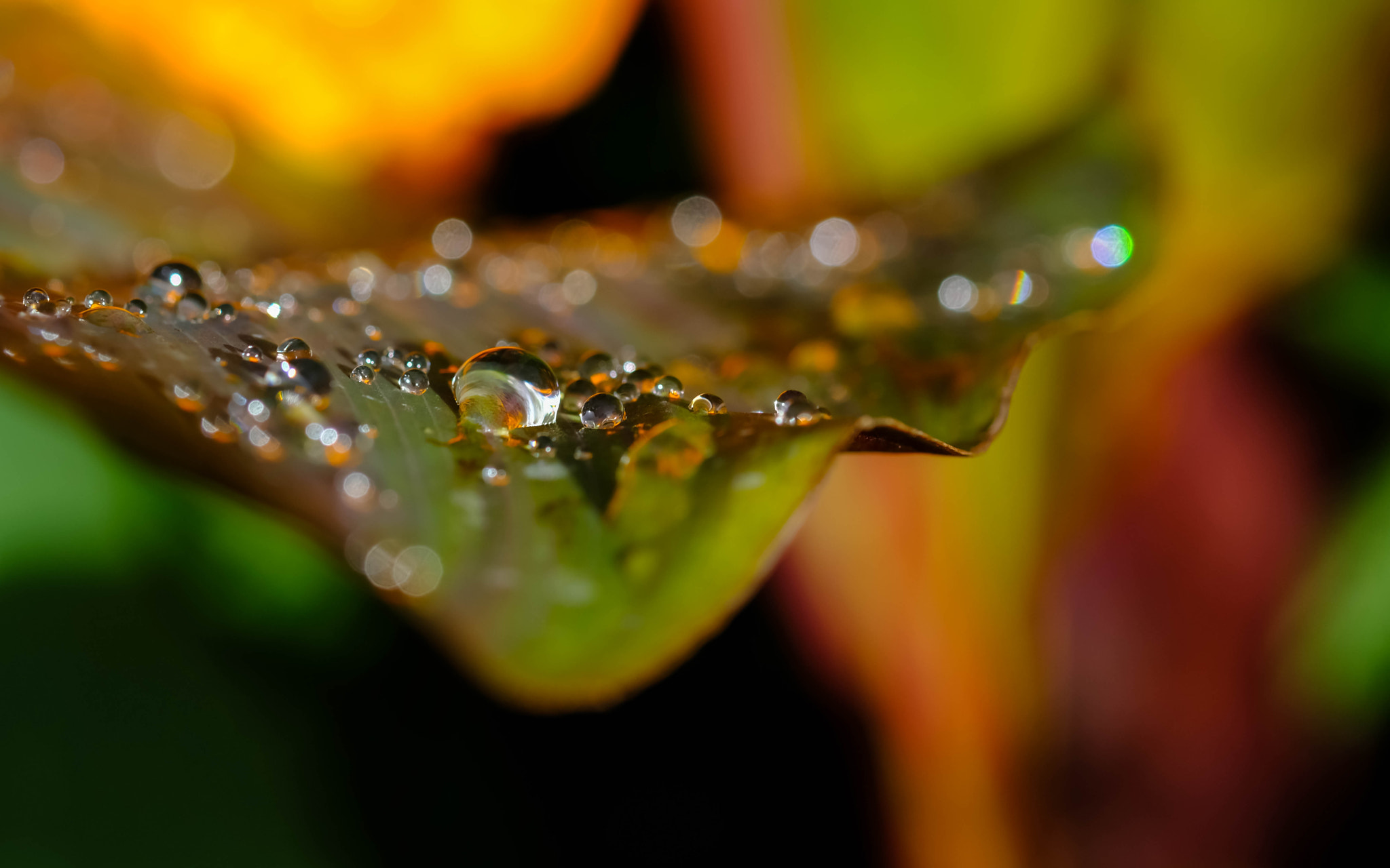 Fujifilm X-Pro2 + Fujifilm XF 60mm F2.4 R Macro sample photo. Ondulation photography