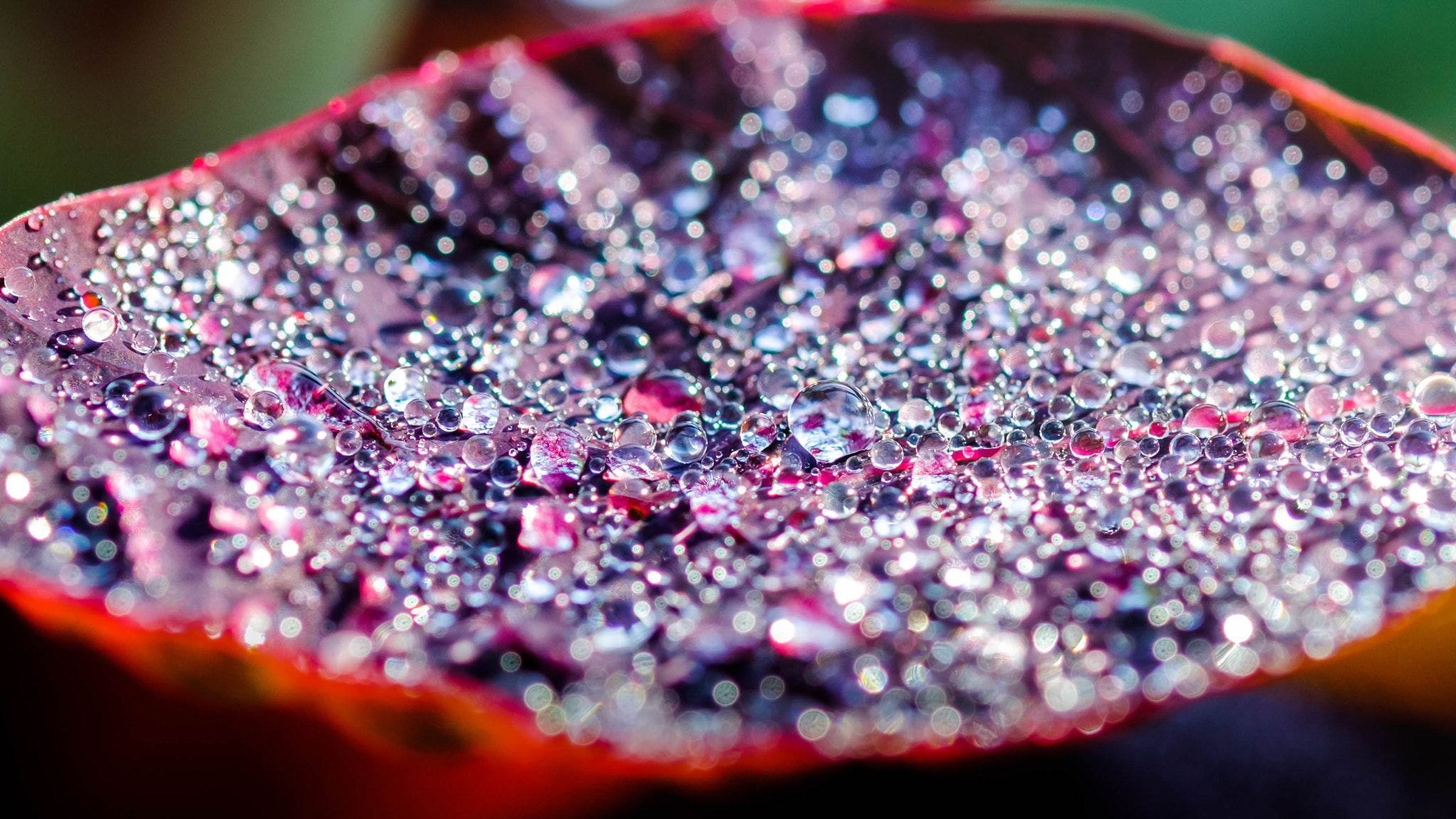 Fujifilm X-Pro2 + Fujifilm XF 60mm F2.4 R Macro sample photo. Goutte à goutte photography