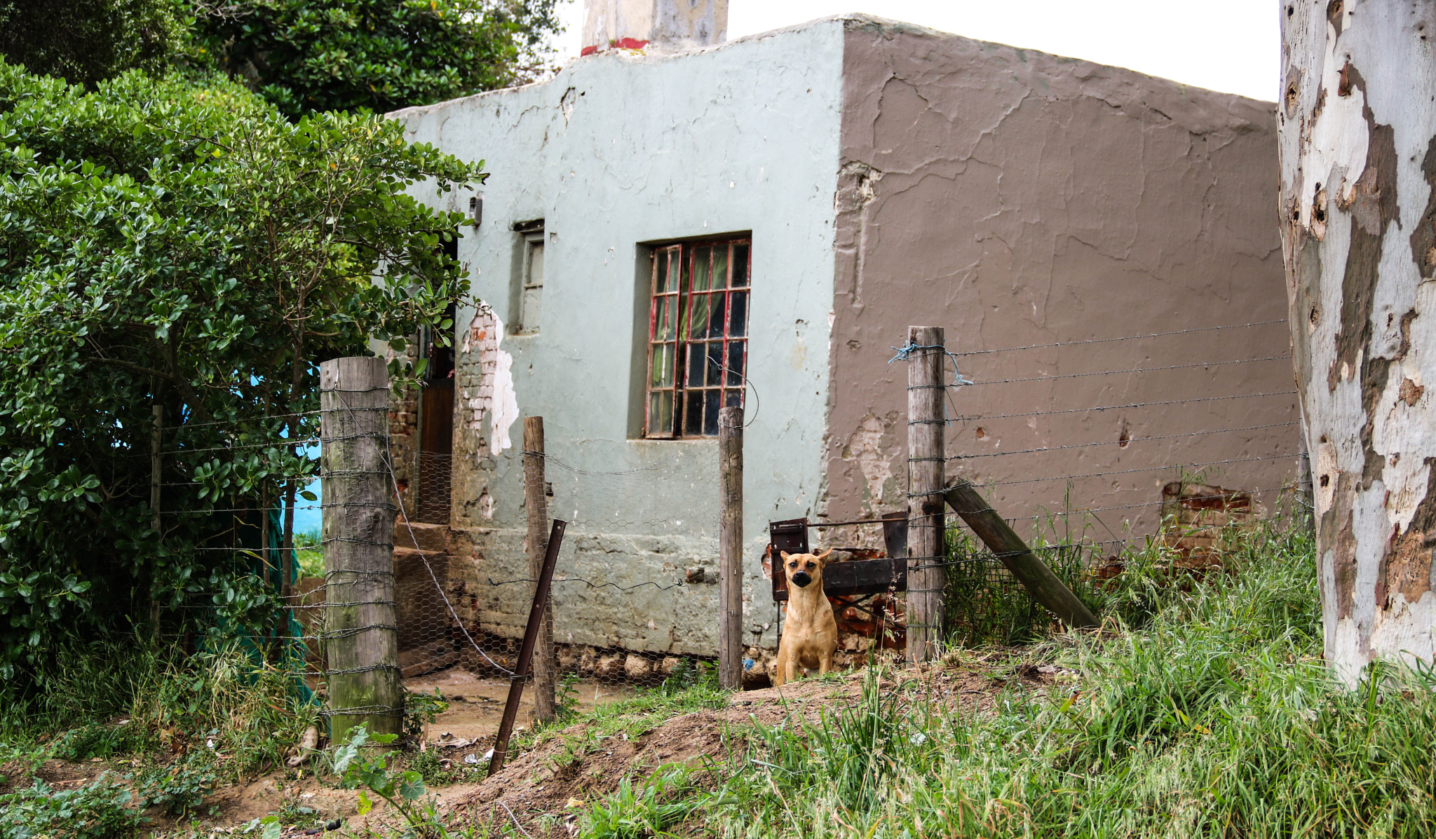 Canon EOS 750D (EOS Rebel T6i / EOS Kiss X8i) sample photo. Dog protection photography