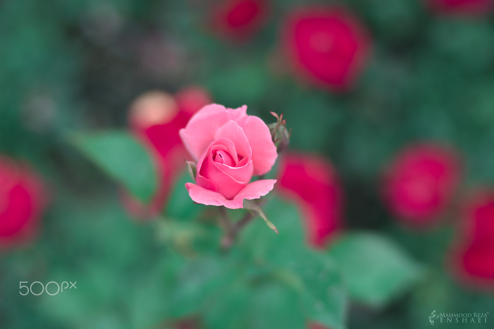 Nikon D7200 + Nikon AF Nikkor 50mm F1.4D sample photo. Flowers photography
