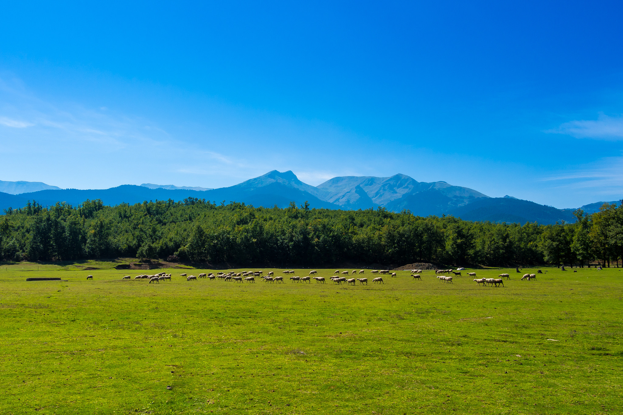 Olympus OM-D E-M10 sample photo. Herd of sheep photography