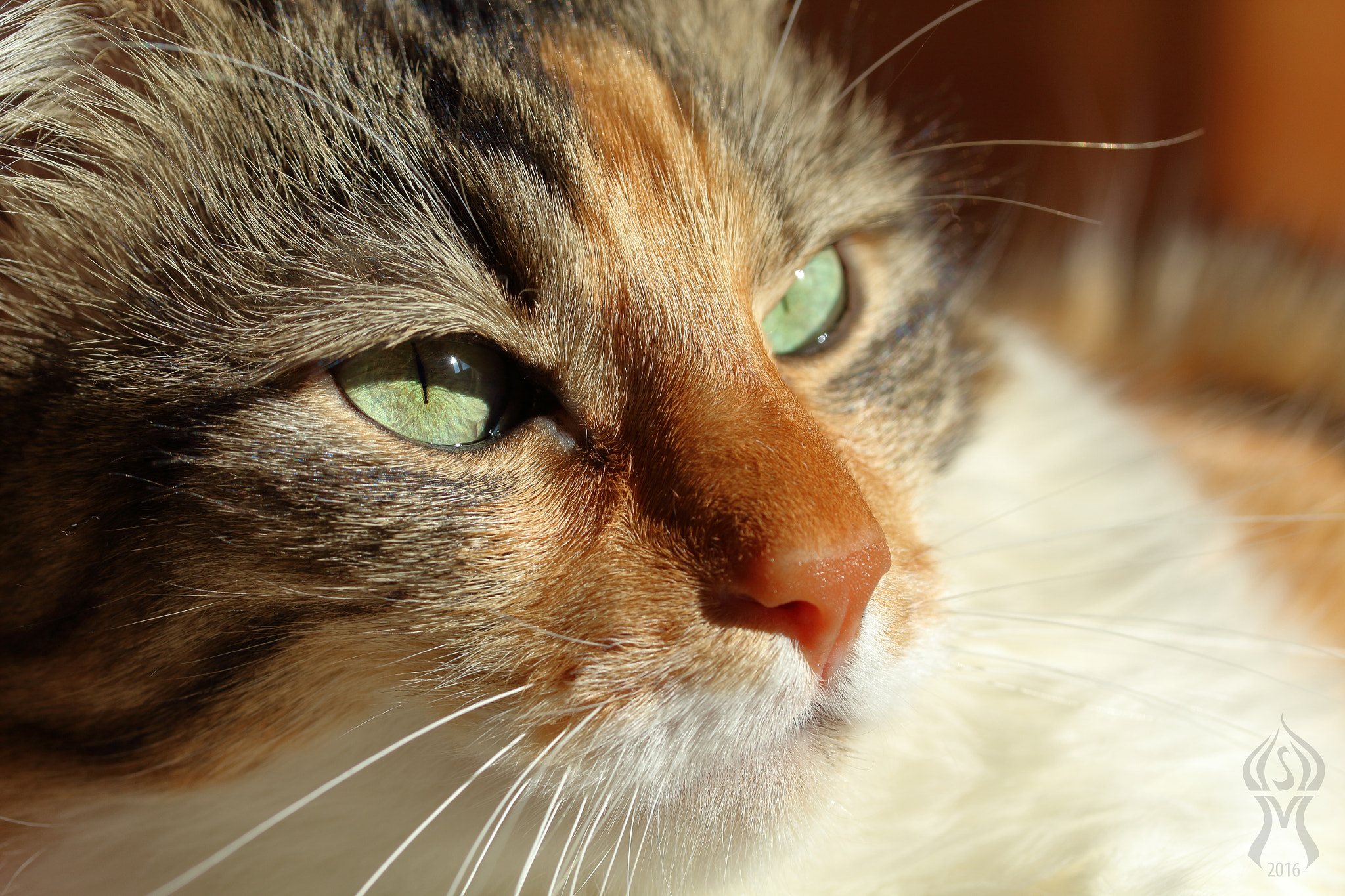 Canon EF-S 60mm F2.8 Macro USM sample photo. На Слънце, Част 2 / in the sun, pt 2 photography