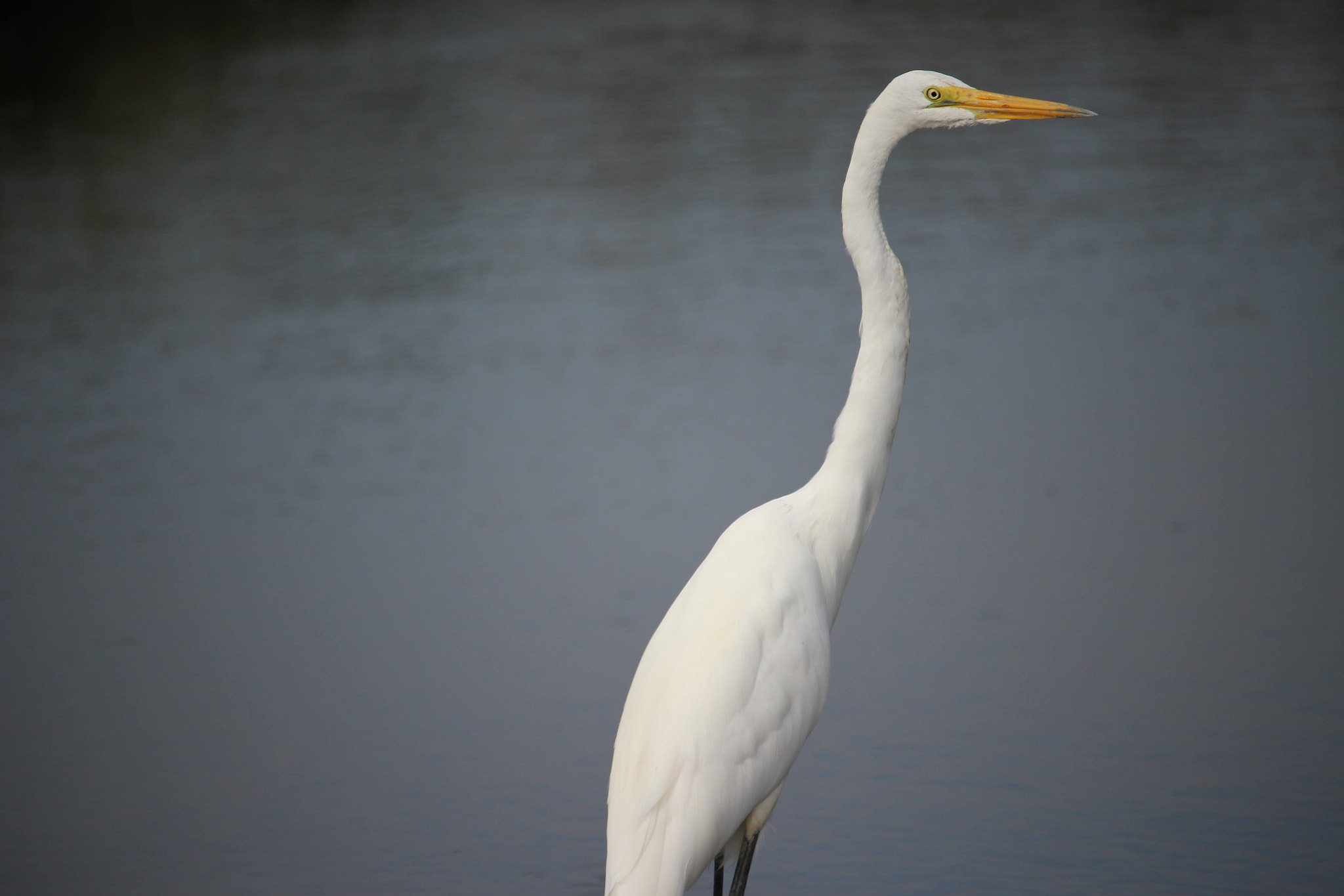 Canon EOS 100D (EOS Rebel SL1 / EOS Kiss X7) sample photo. Great egret photography