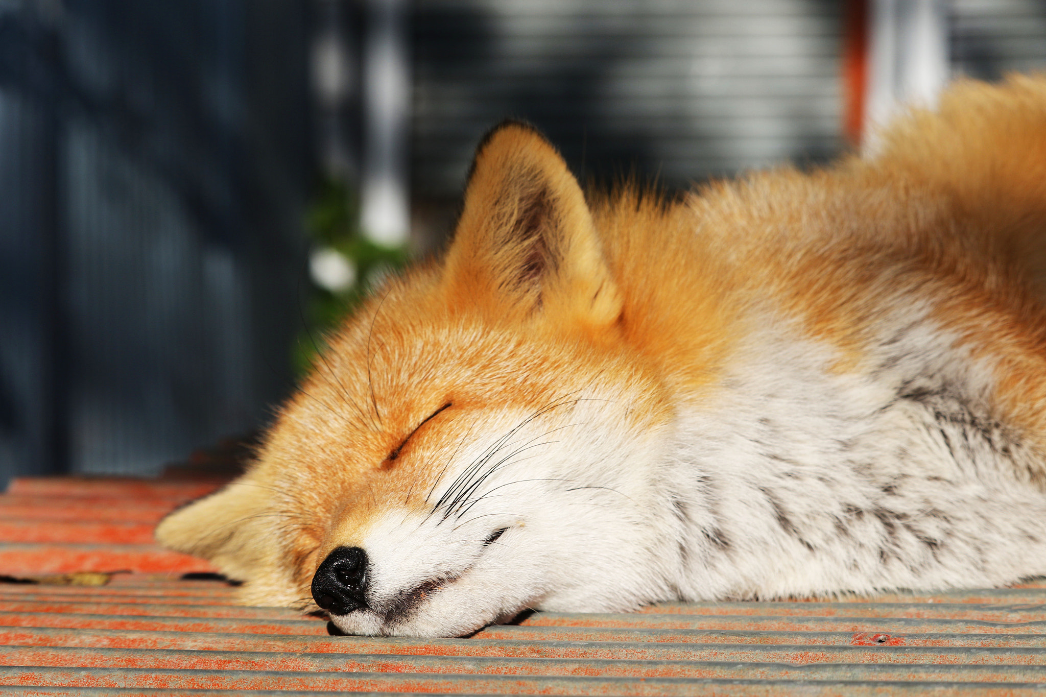 Canon EF-S 55-250mm F4-5.6 IS STM sample photo. So sleepy....... photography