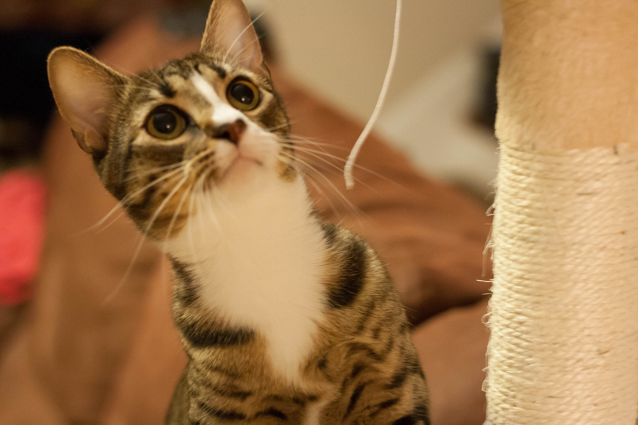 Canon EOS 1000D (EOS Digital Rebel XS / EOS Kiss F) sample photo. Kitty photography