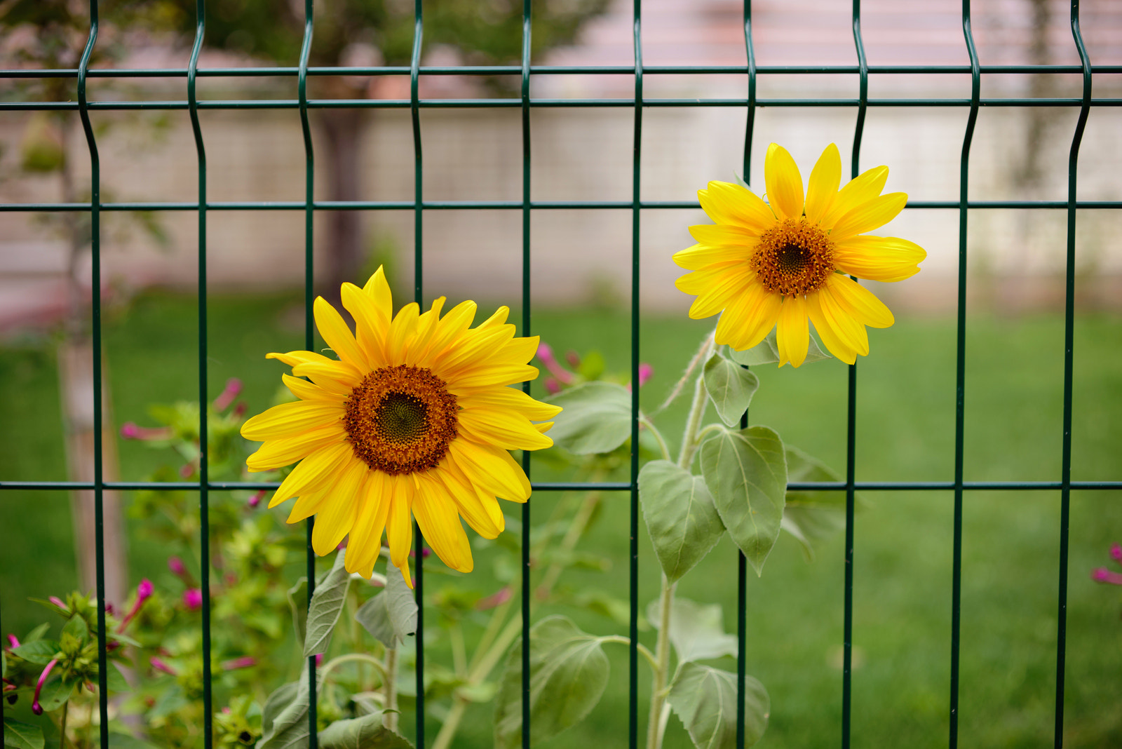 ZEISS Makro-Planar T* 50mm F2 sample photo. Sunflower photography