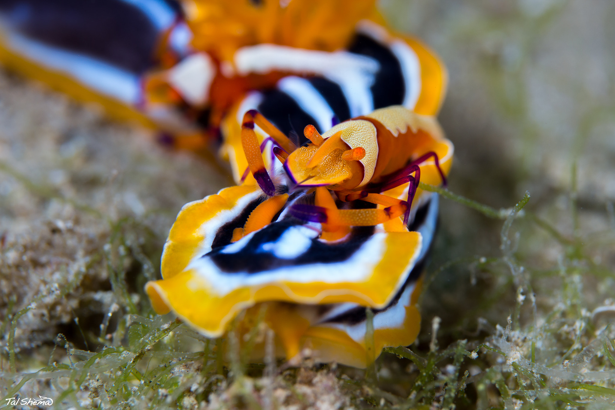 Canon EF-S 60mm F2.8 Macro USM sample photo. Two emperor shrimps photography