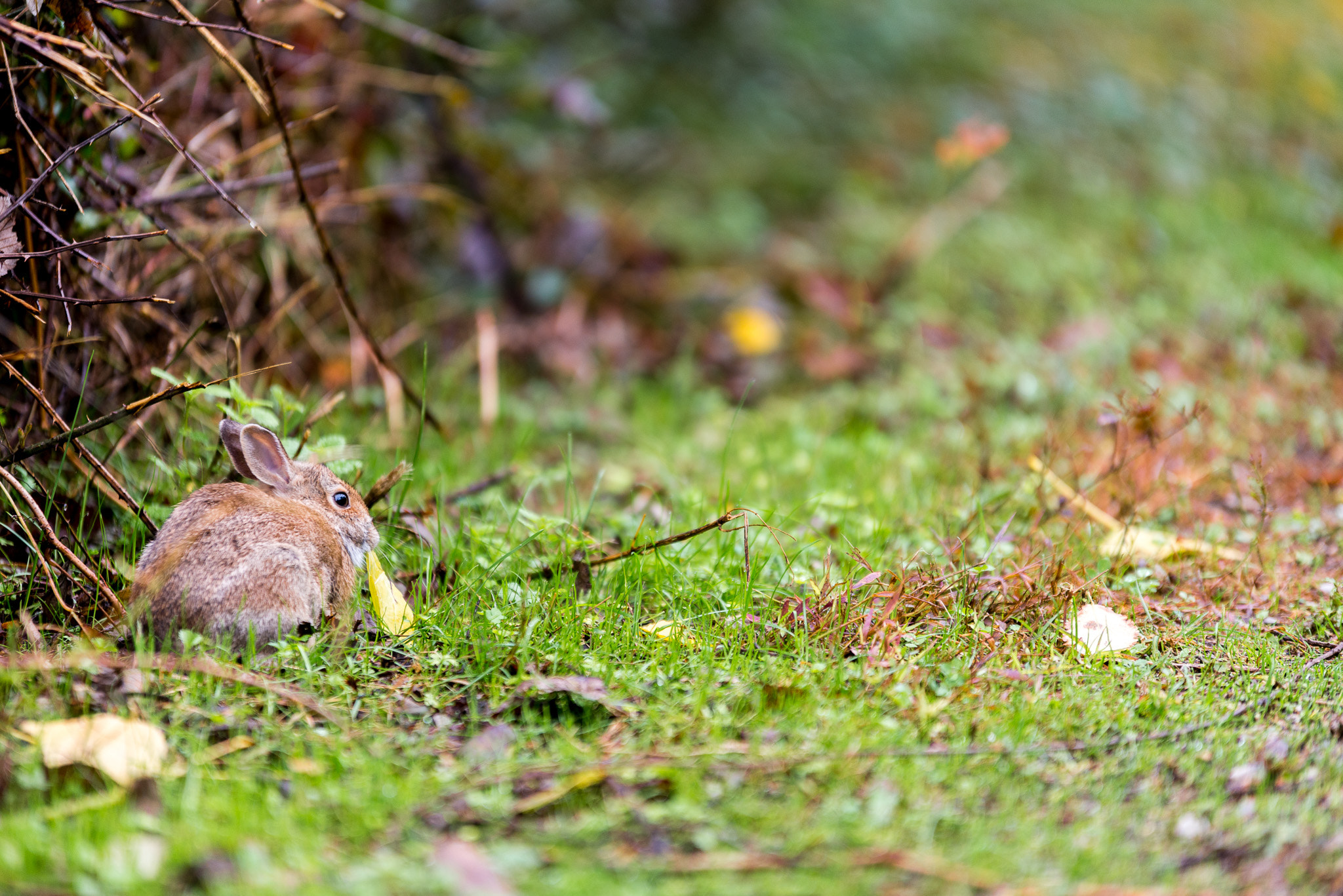 Sigma 70-200mm F2.8 EX DG OS HSM sample photo. Little hare photography