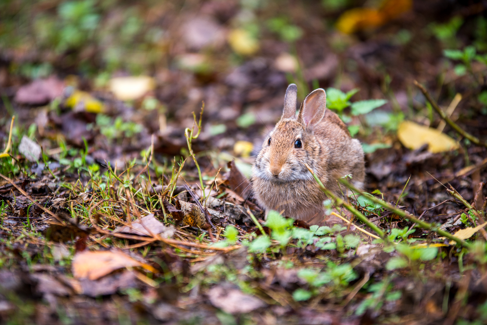 Sigma 70-200mm F2.8 EX DG OS HSM sample photo. Little hare photography