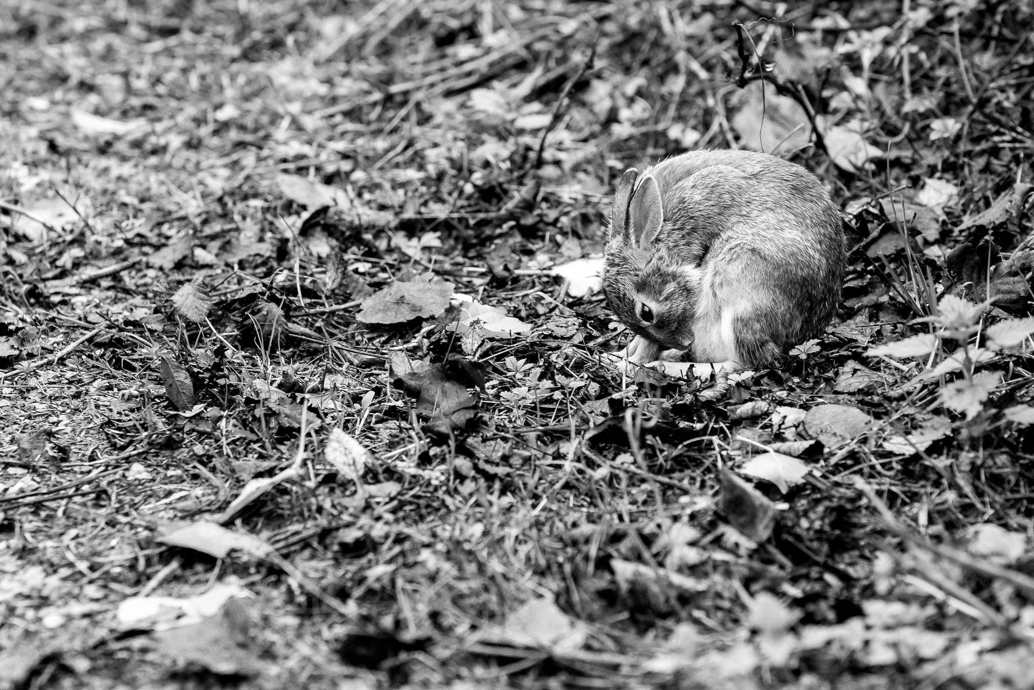 Sigma 70-200mm F2.8 EX DG OS HSM sample photo. Little hare photography
