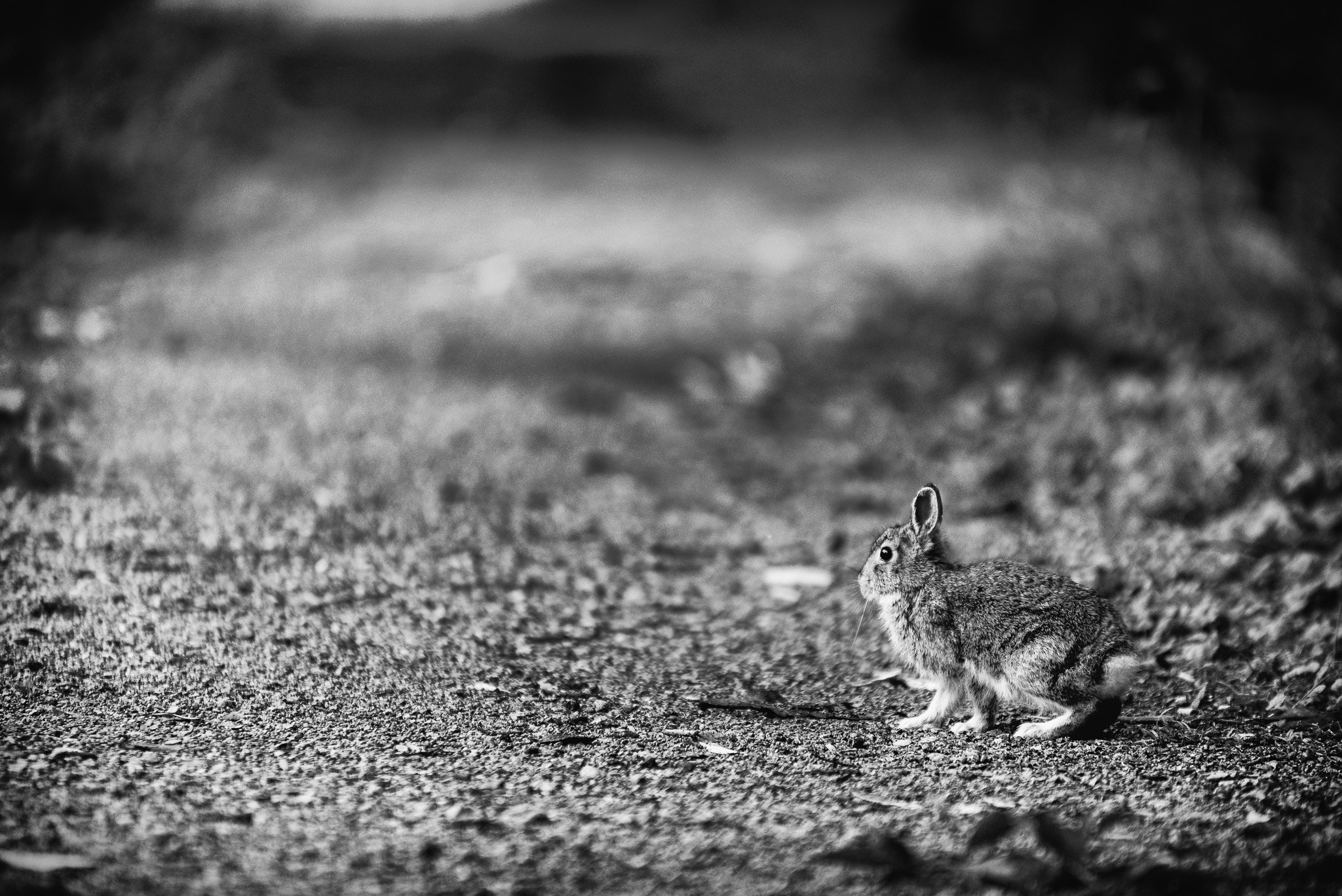 Sigma 70-200mm F2.8 EX DG OS HSM sample photo. Little hare photography