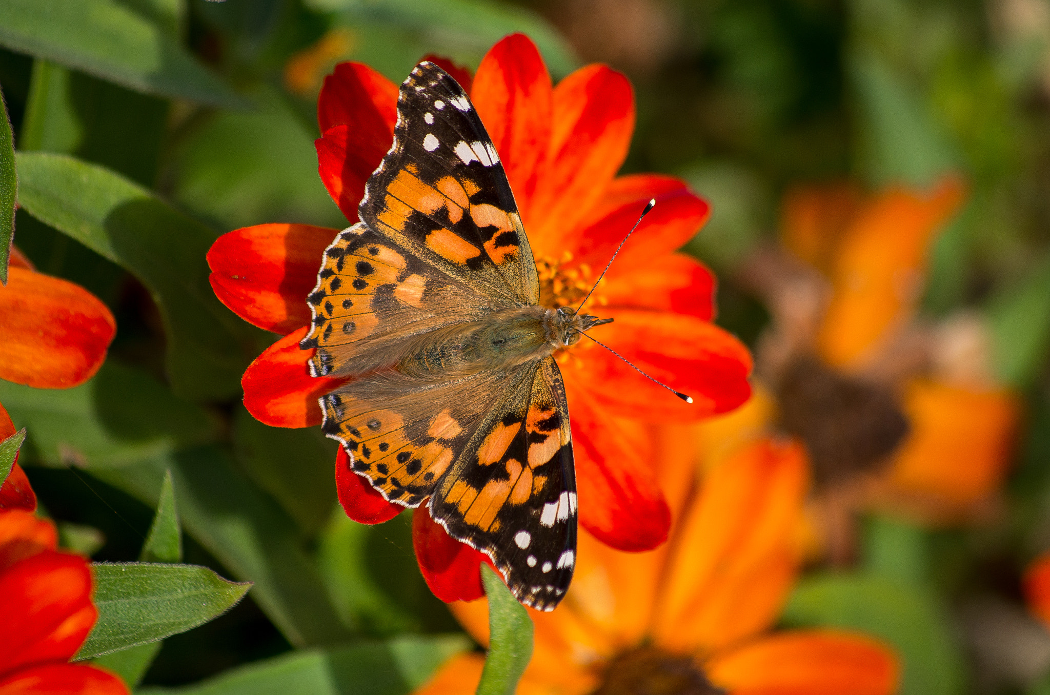 Pentax K-30 + HD Pentax DA 55-300mm F4.0-5.8 ED WR sample photo. Painted lady // vanessa cardui photography