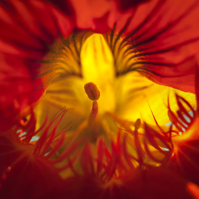 Canon EF 100mm F2.8 Macro USM sample photo. *** photography