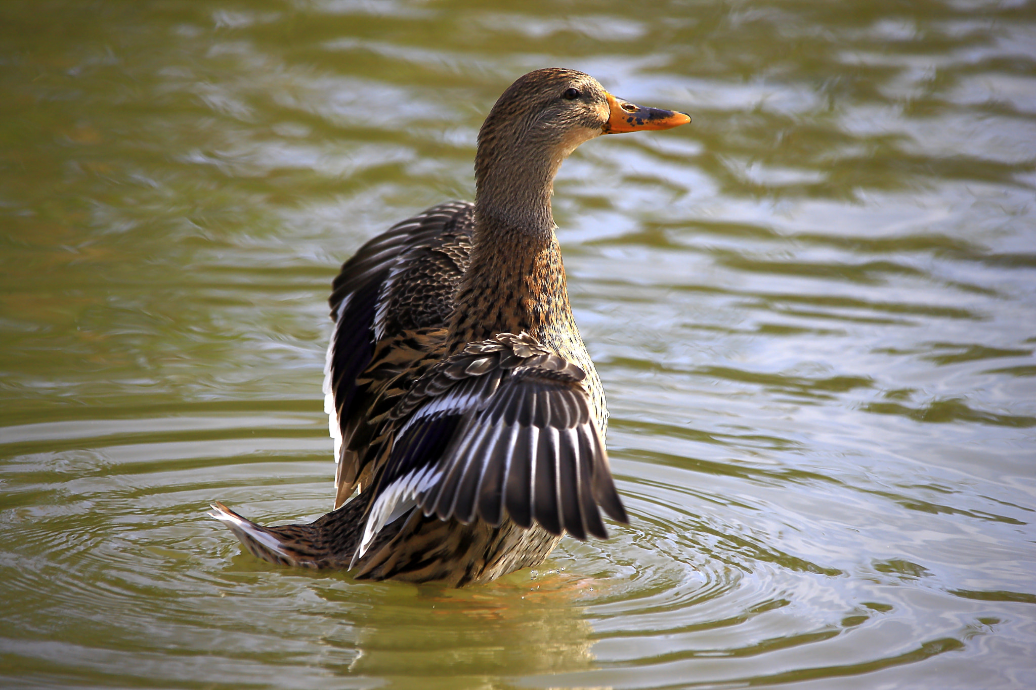 Sigma 150-500mm F5-6.3 DG OS HSM sample photo. Balance photography