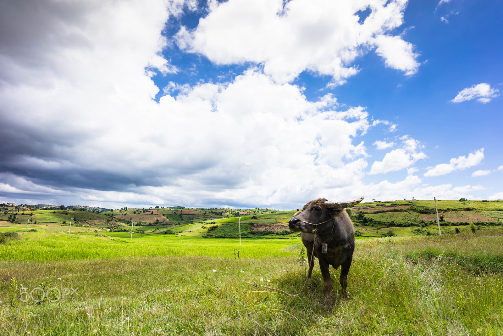 Sony a7R + E 18mm F2.8 sample photo. Sunshine shower for the cow photography
