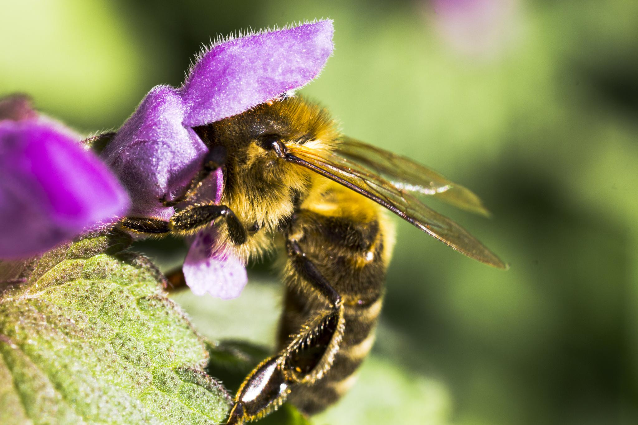 Canon MP-E 65mm F2.5 1-5x Macro Photo sample photo. Hungry bee photography