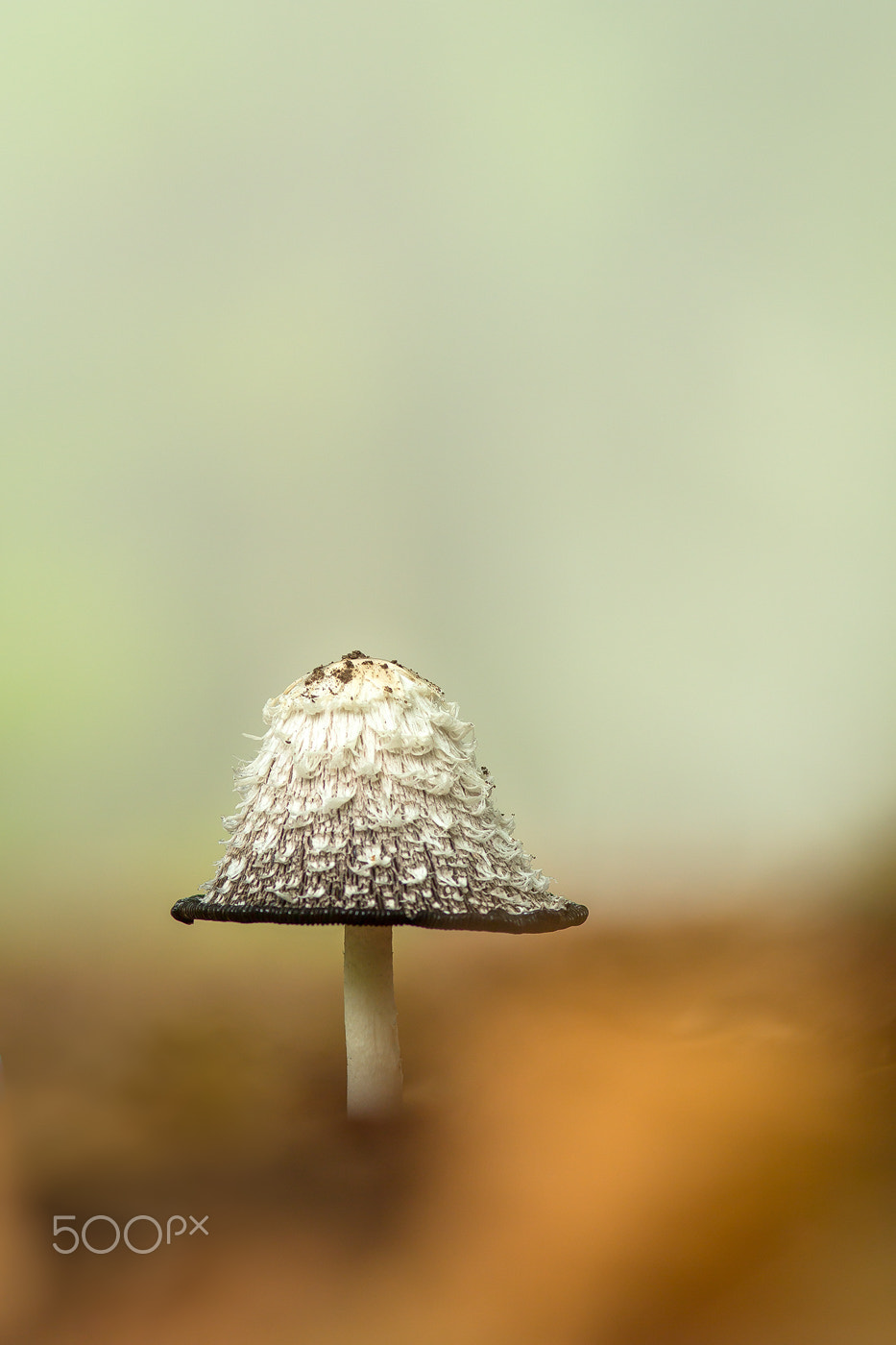 Canon EOS 60D + Canon EF 200mm F2.8L II USM sample photo. Schopf-tintling │shaggy ink cap │coprinus comatus photography