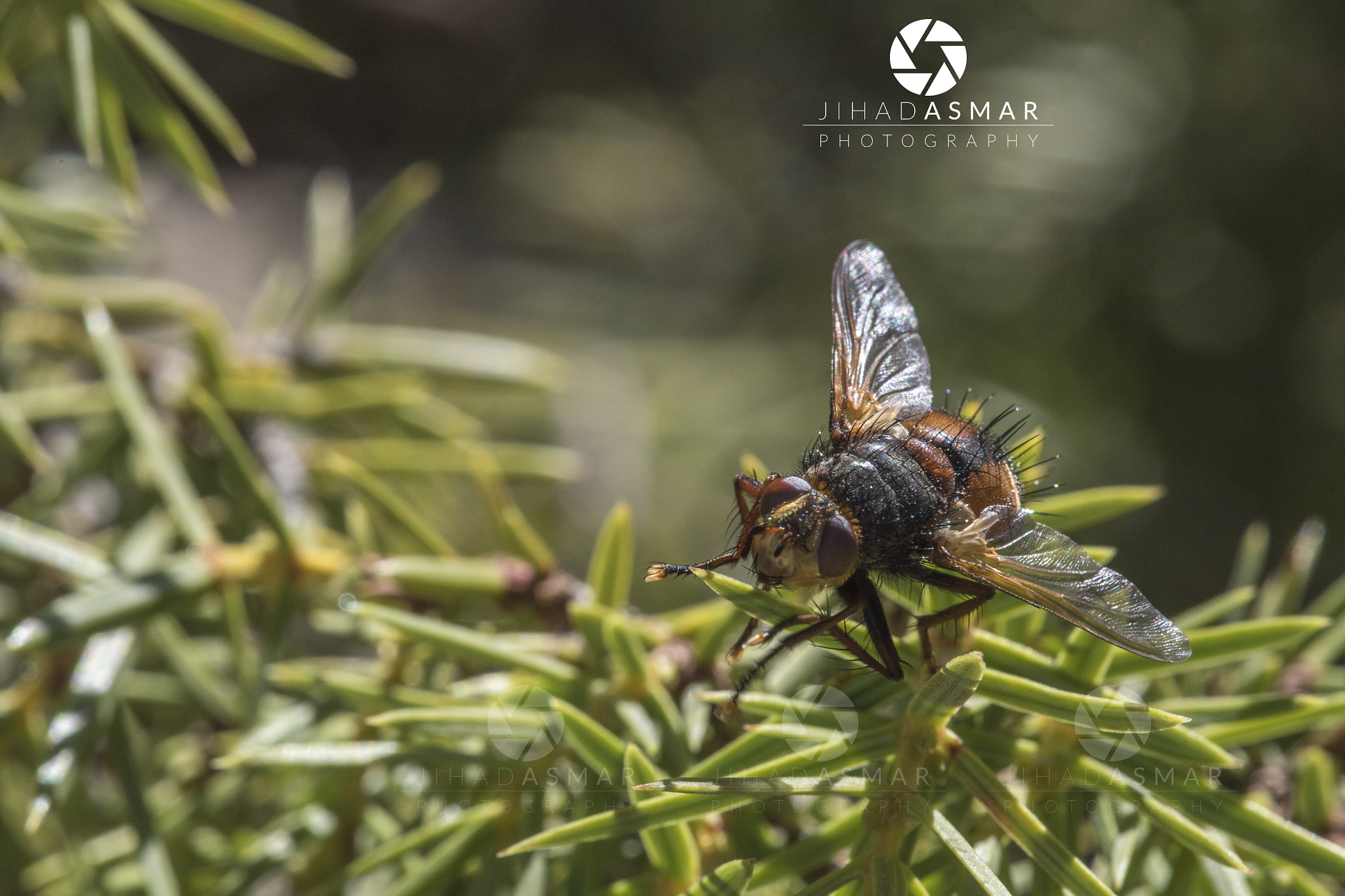 Nikon D750 + Sigma 150mm F2.8 EX DG Macro HSM sample photo. A close up macro on this insect - lebanon photography