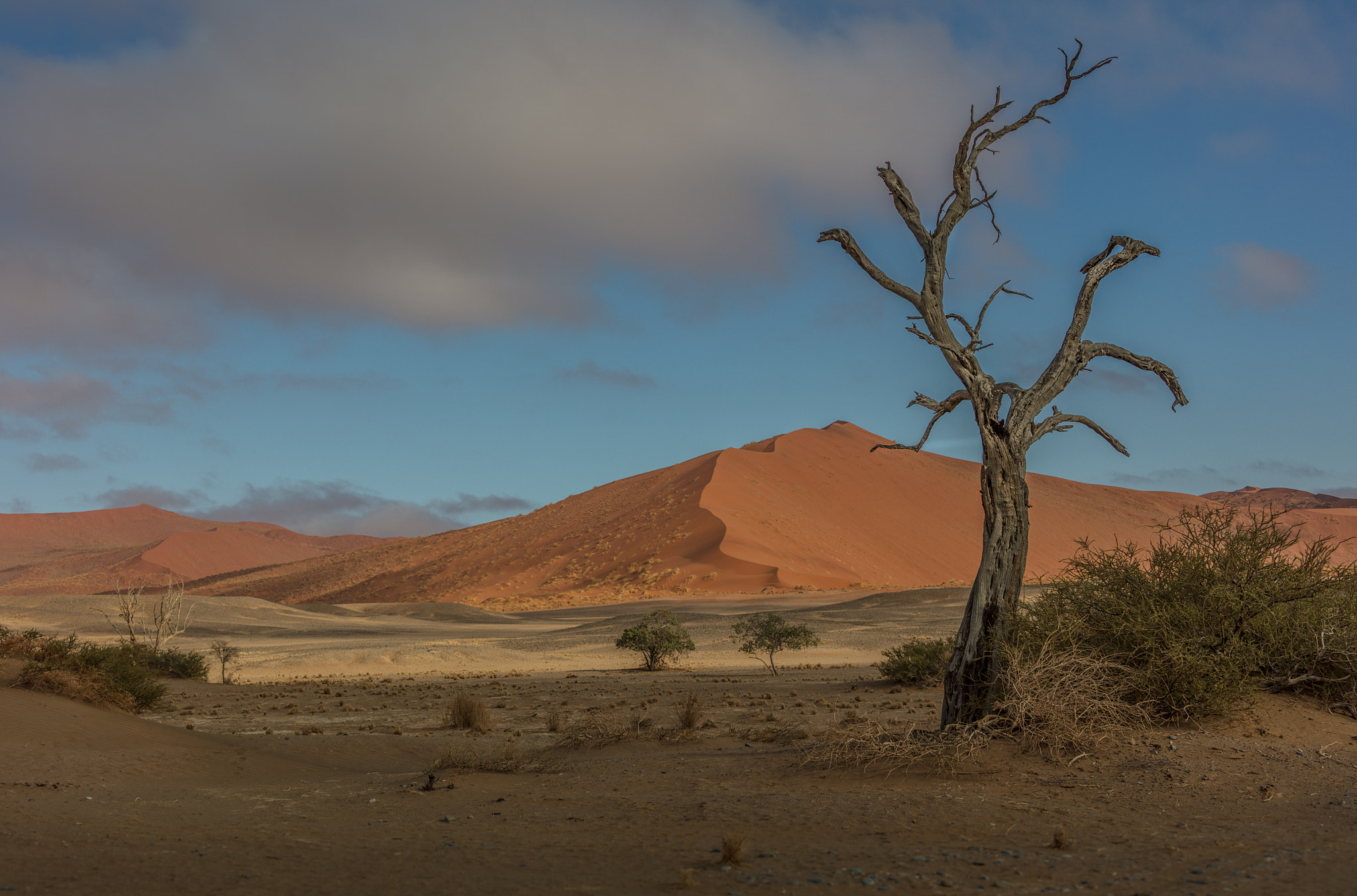 Canon EOS 5DS + Canon EF 28-300mm F3.5-5.6L IS USM sample photo. Sossusvlei desert tree photography
