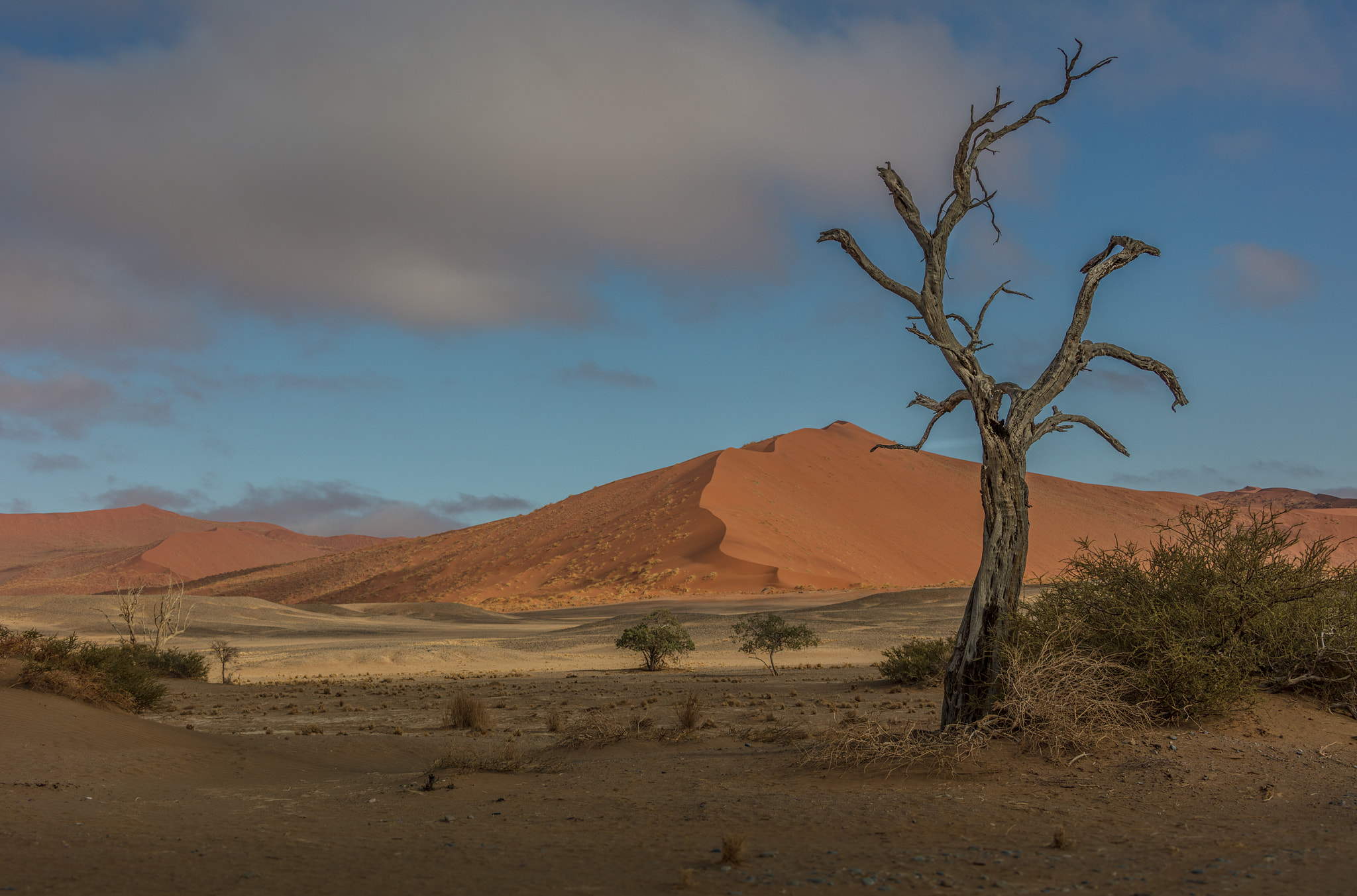 Canon EF 28-300mm F3.5-5.6L IS USM sample photo. Sossusvlei desert tree photography
