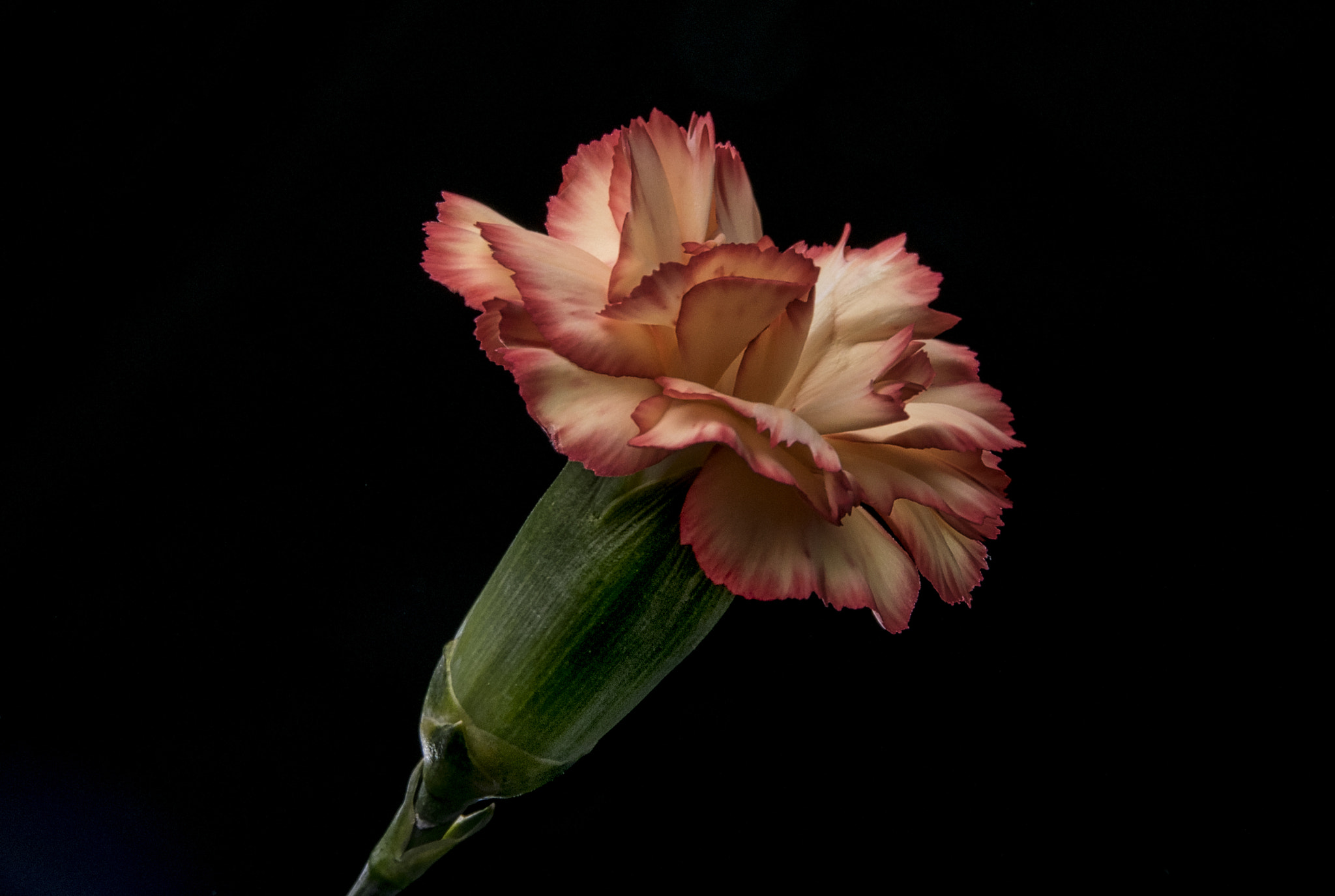 Sigma 17-70mm F2.8-4 DC Macro OS HSM sample photo. Carnation (dianthus caryophyllus) photography