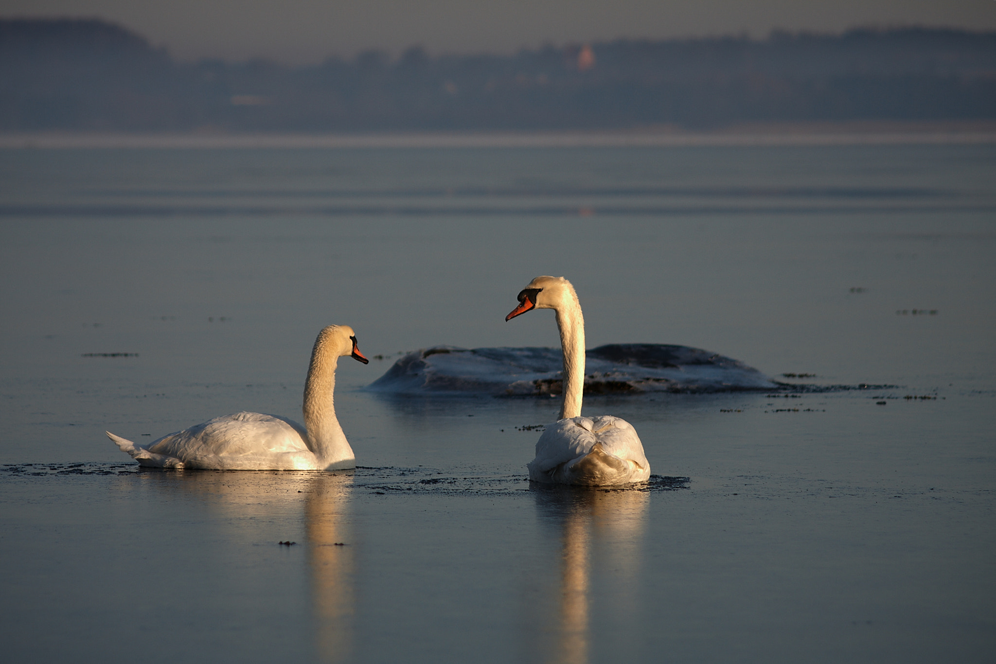 Canon EF 70-210mm f/4 sample photo. Swans photography