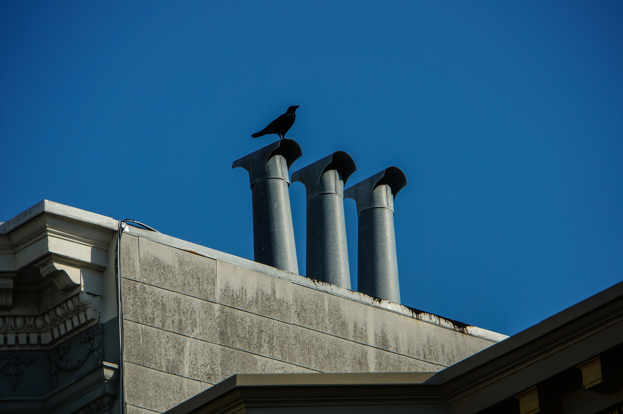 Sony E 18-200mm F3.5-6.3 OSS LE sample photo. Raven on a chimney photography