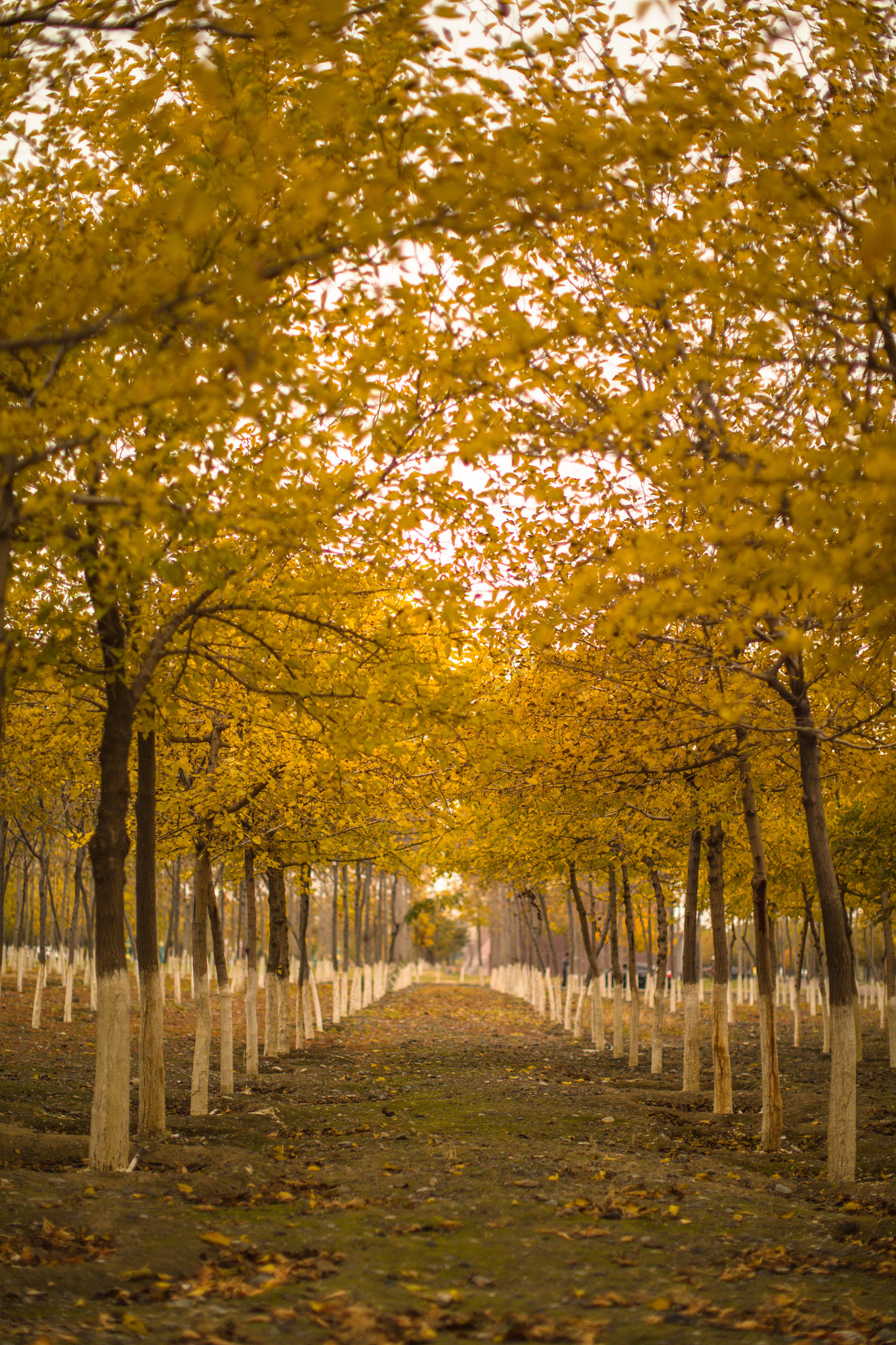 Canon EOS 5DS R + Canon EF 50mm F1.2L USM sample photo. Sense of autumn photography
