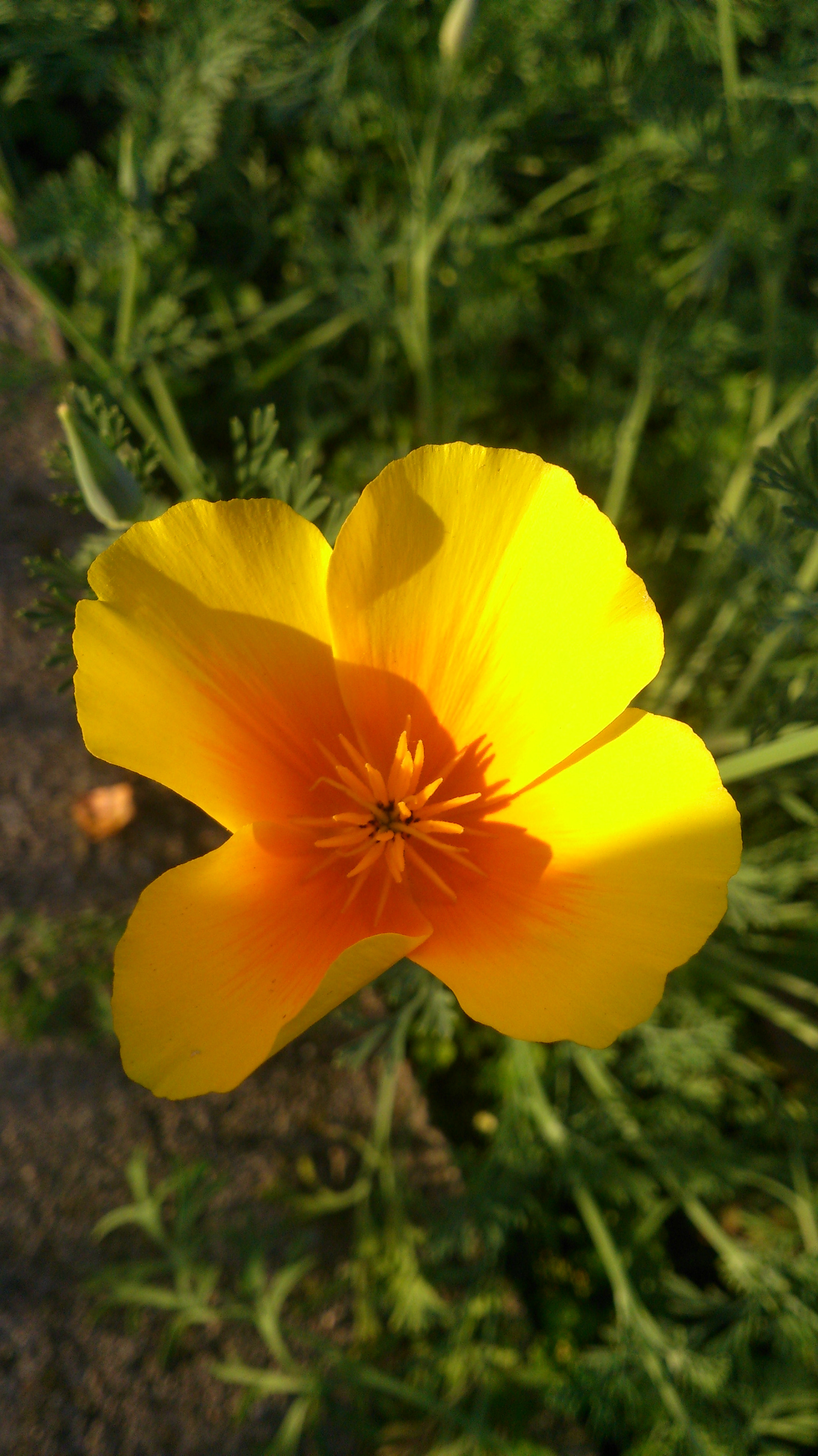 Sony Xperia T sample photo. Sunlight and shadow photography