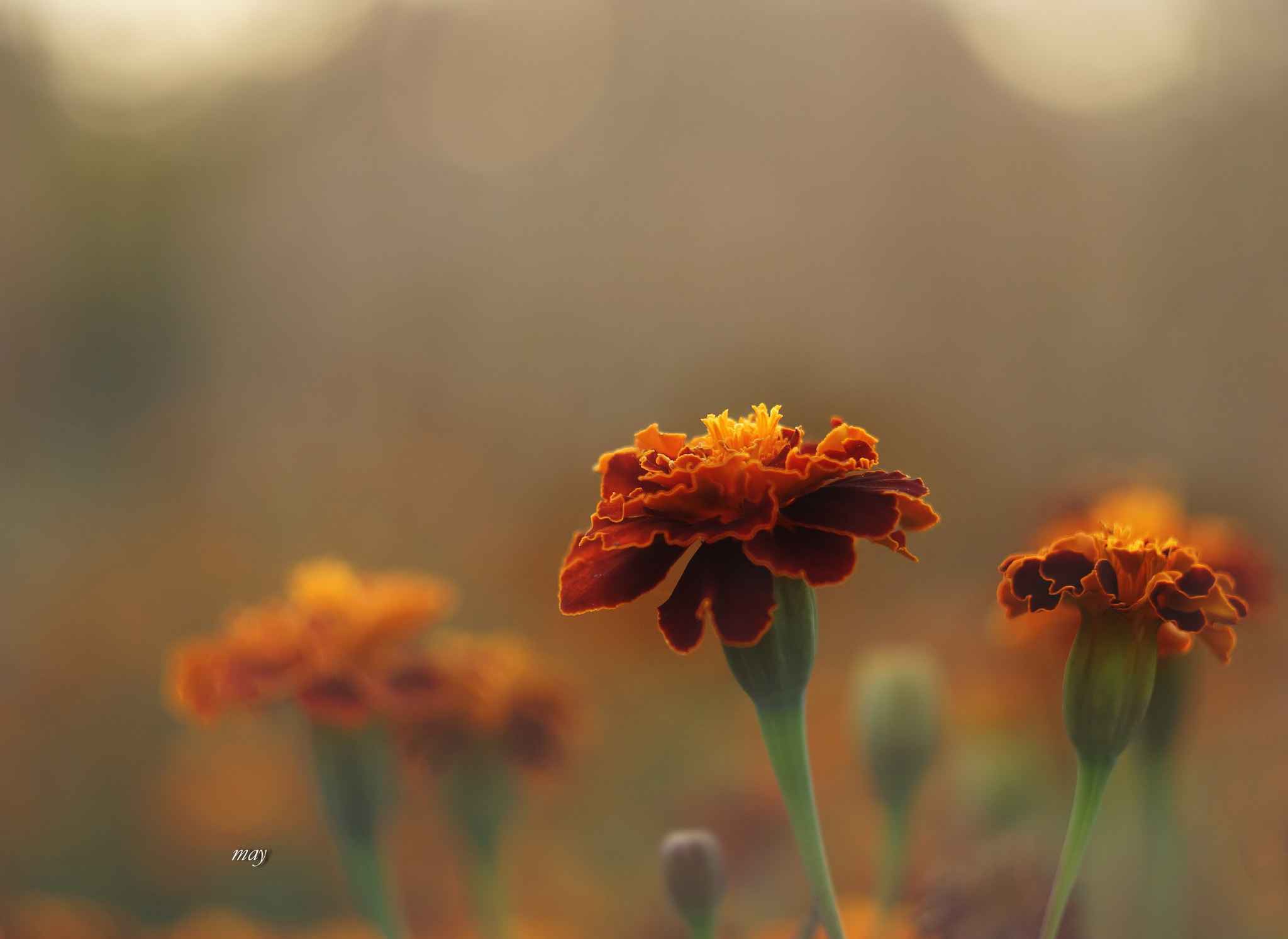 Sony SLT-A65 (SLT-A65V) sample photo. Marigold.. photography