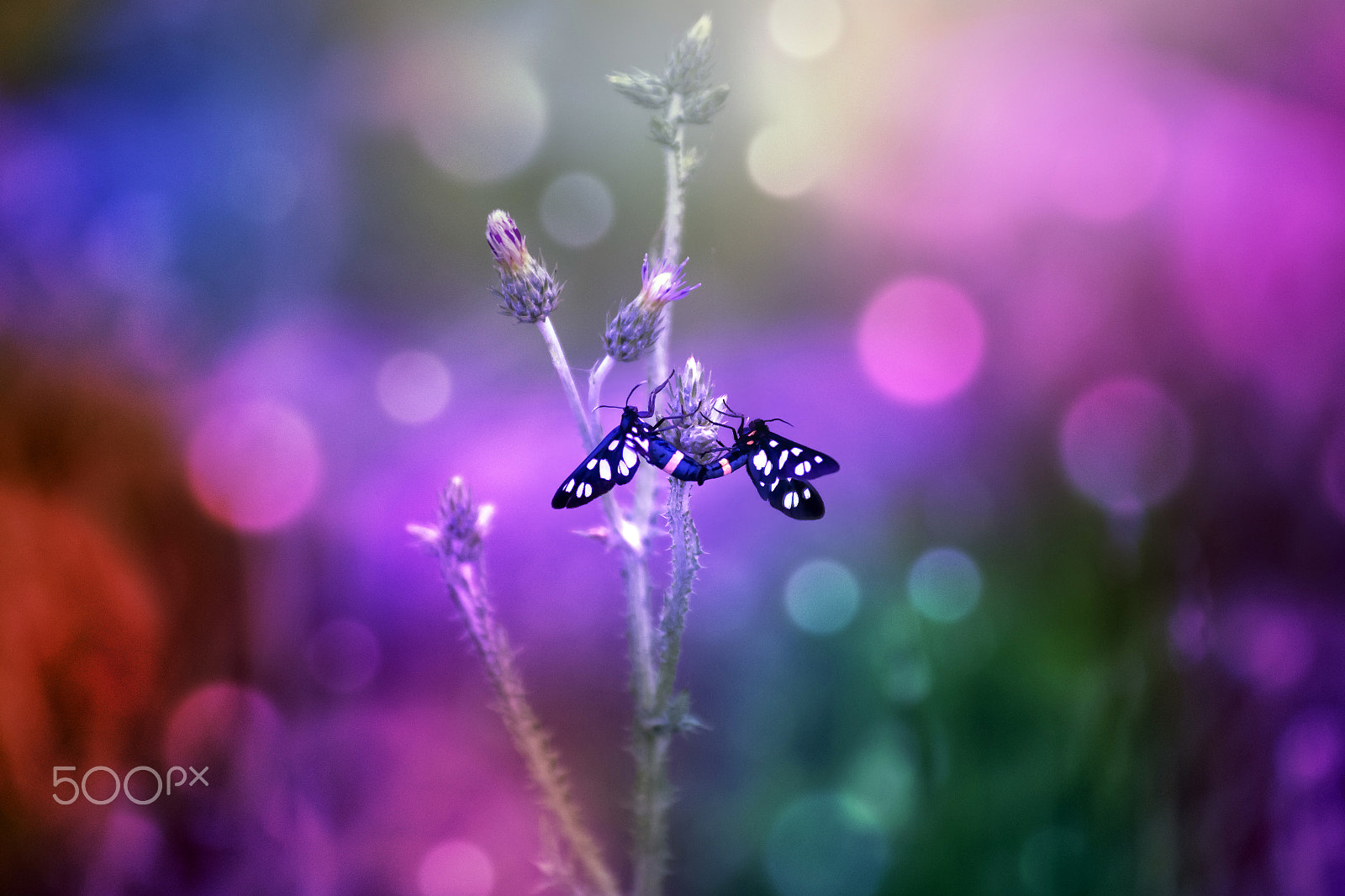Minolta AF 80-200mm F2.8 HS-APO G sample photo. Love ii photography