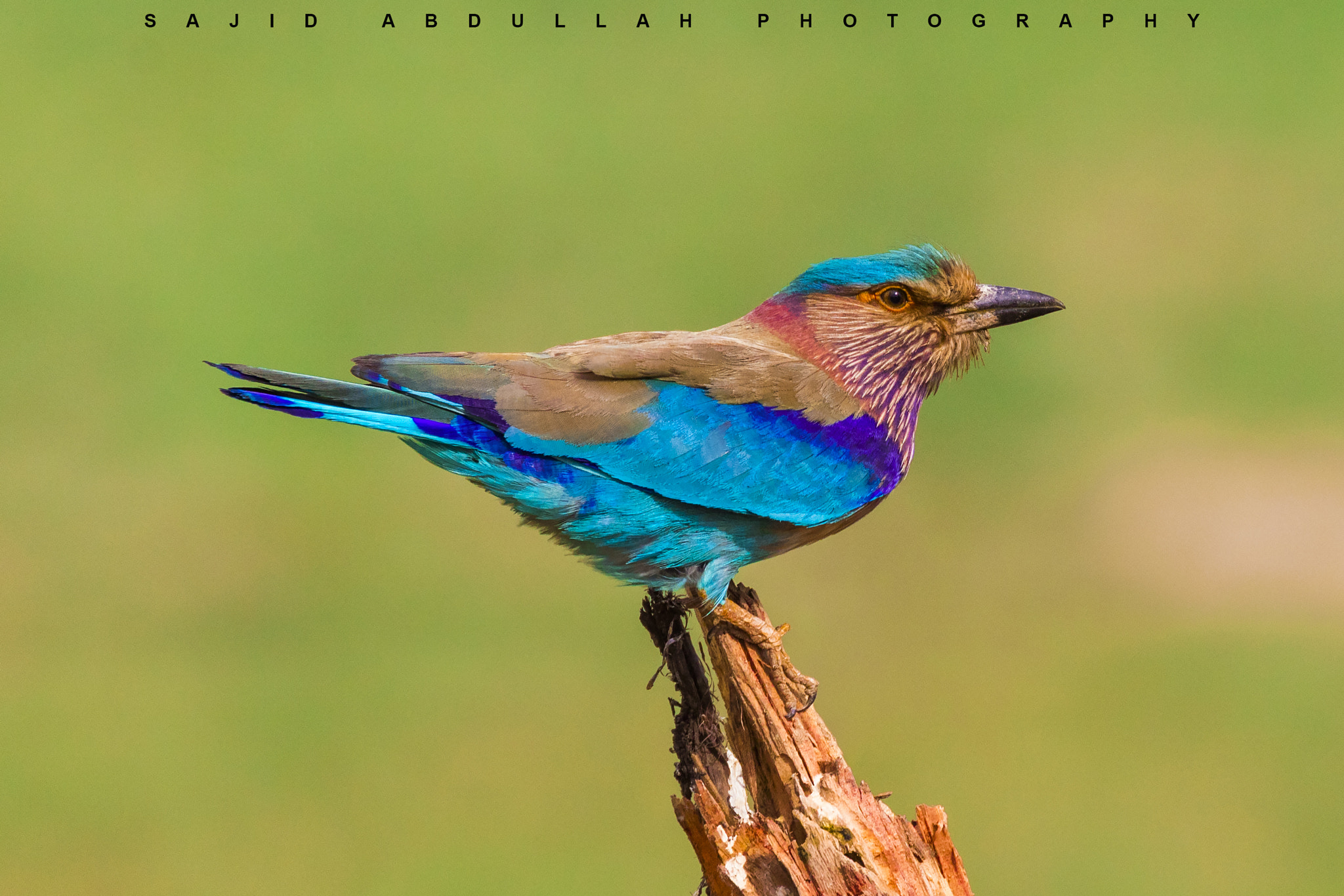 Canon EOS 5DS R sample photo. Indian roller photography