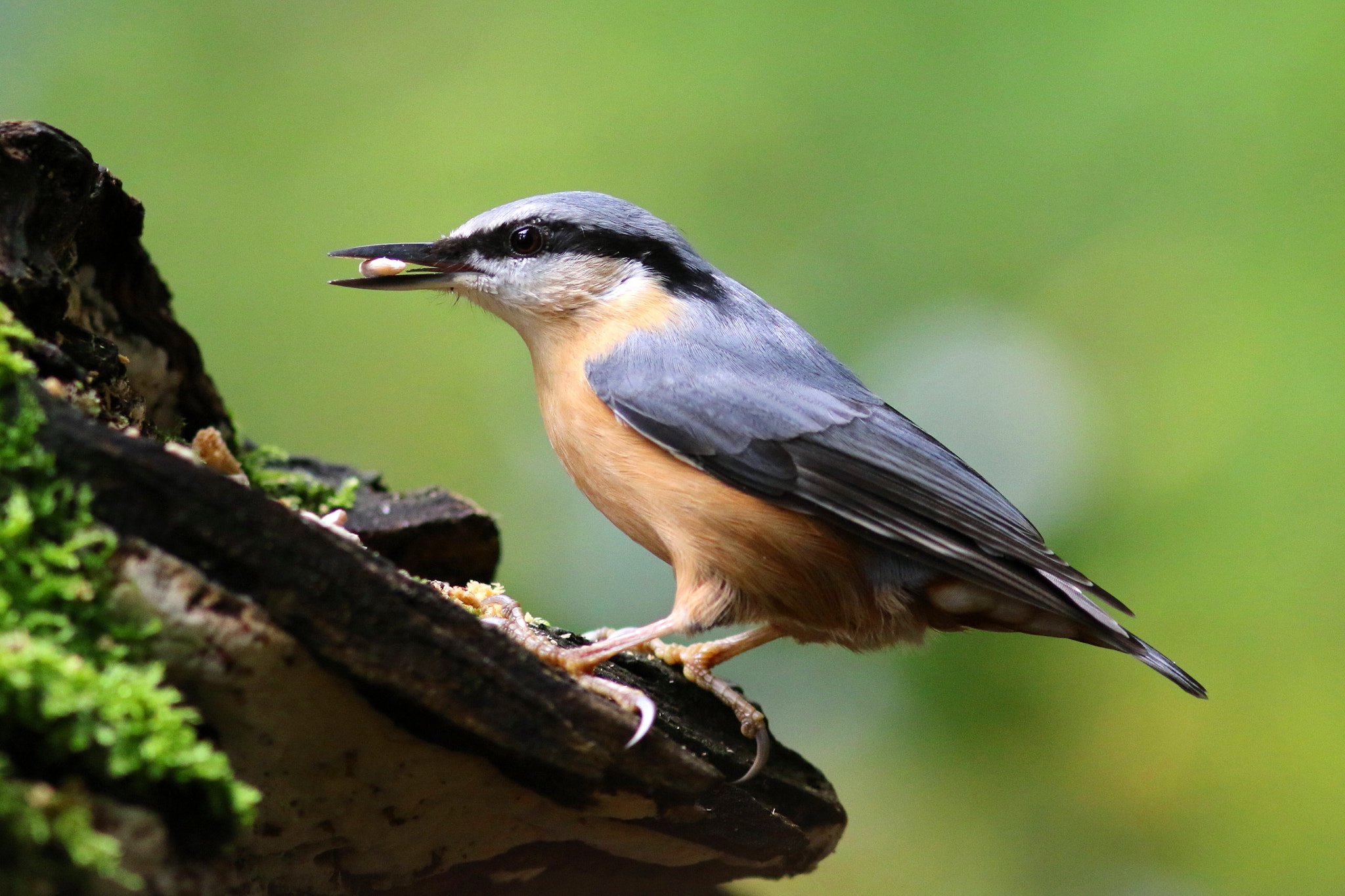 Canon EF 300mm F4L IS USM sample photo. Nuthatch photography