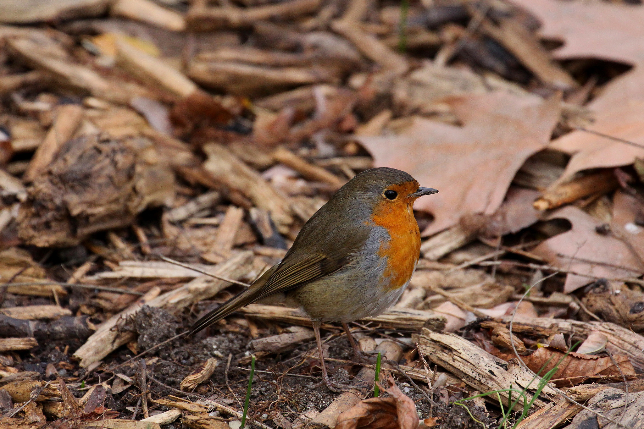Canon EF 70-300mm F4-5.6L IS USM sample photo. Petirrojo europeo (erithacus rubecula) photography