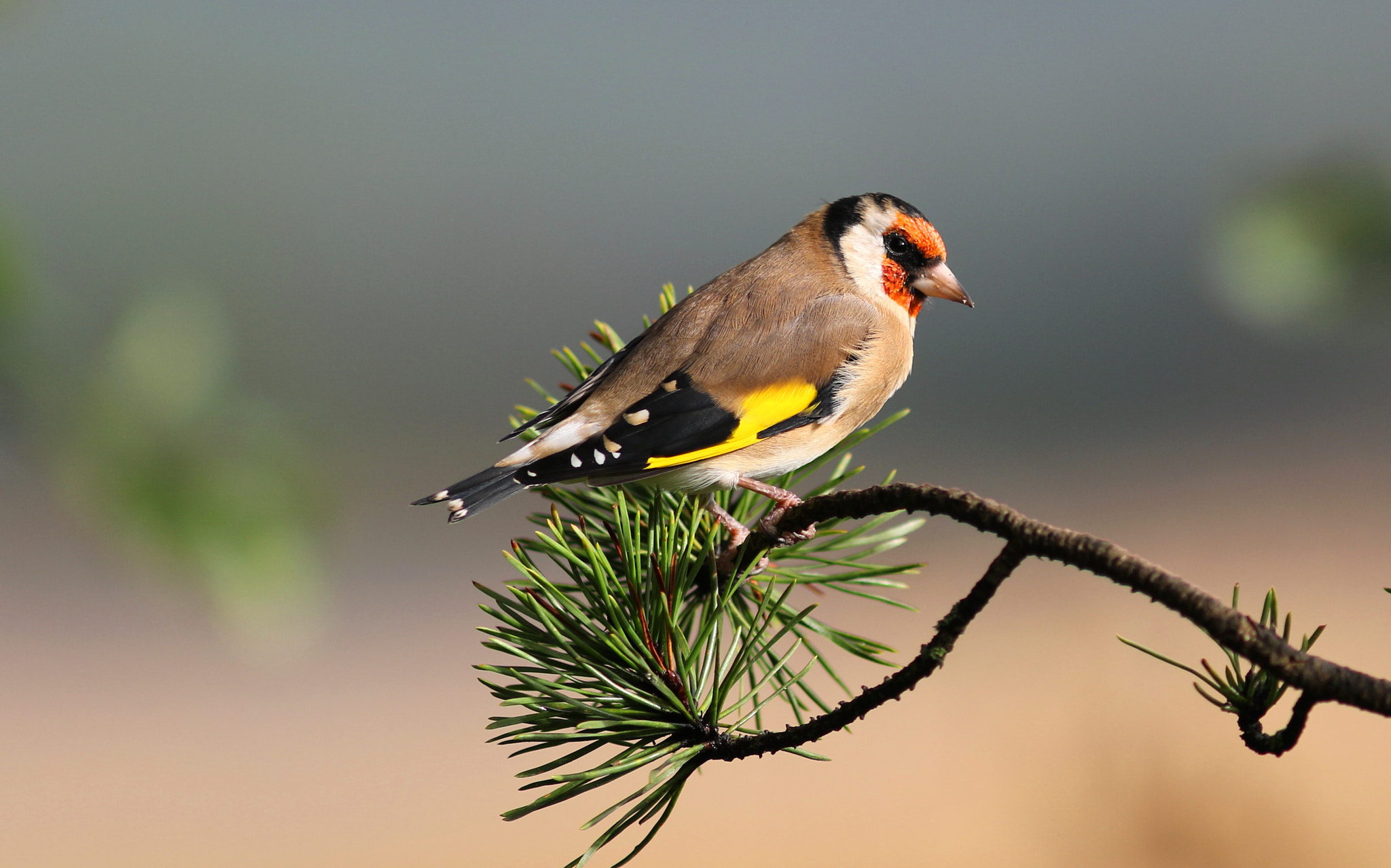 Canon EF 300mm F4L IS USM sample photo. Gold finch photography