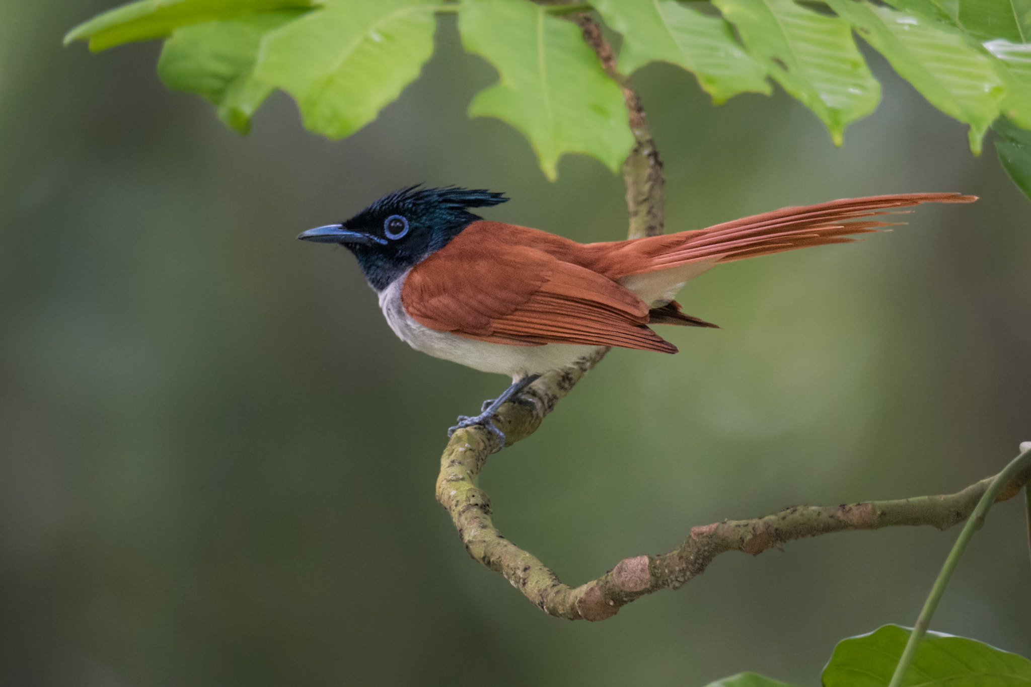 Nikon AF-S Nikkor 800mm F5.6E FL ED VR sample photo. Asian paradise flycatcher photography