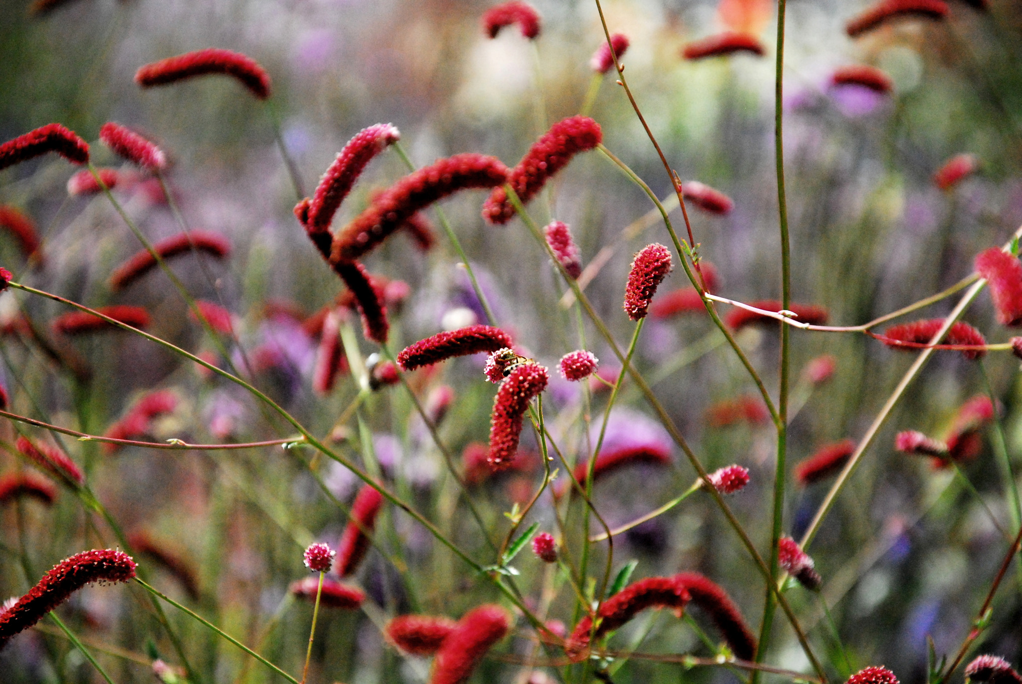Nikon D200 sample photo. Red and green photography