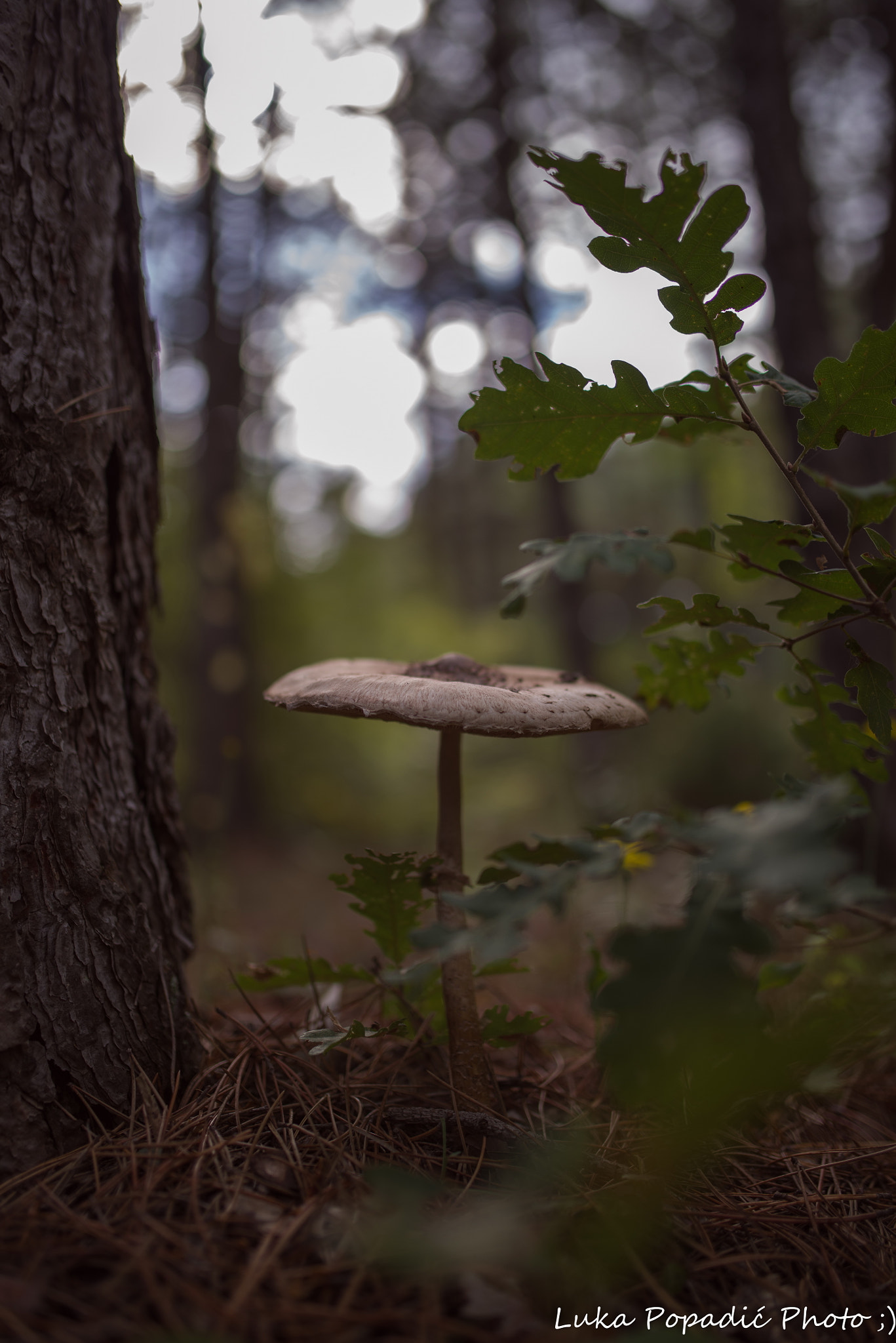 Pentax K-1 + Sigma 35mm F1.4 DG HSM Art sample photo. Plodovi prpuše photography