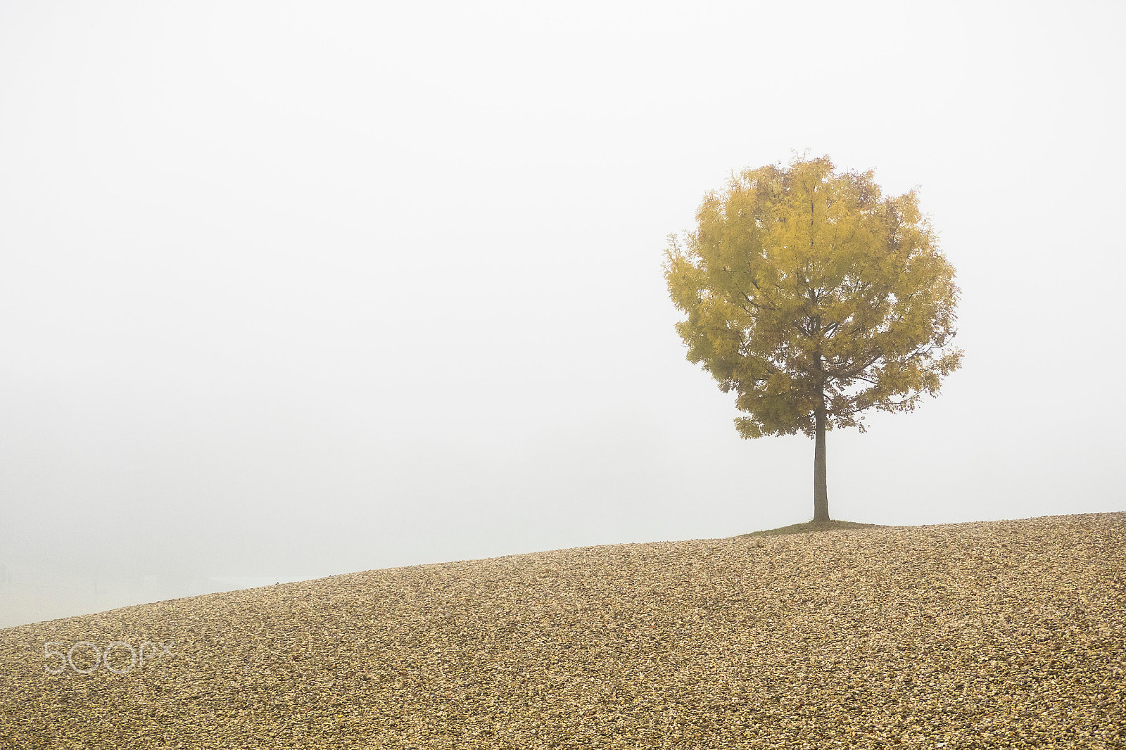 Panasonic Lumix G X Vario 35-100mm F2.8 OIS sample photo. Tree photography