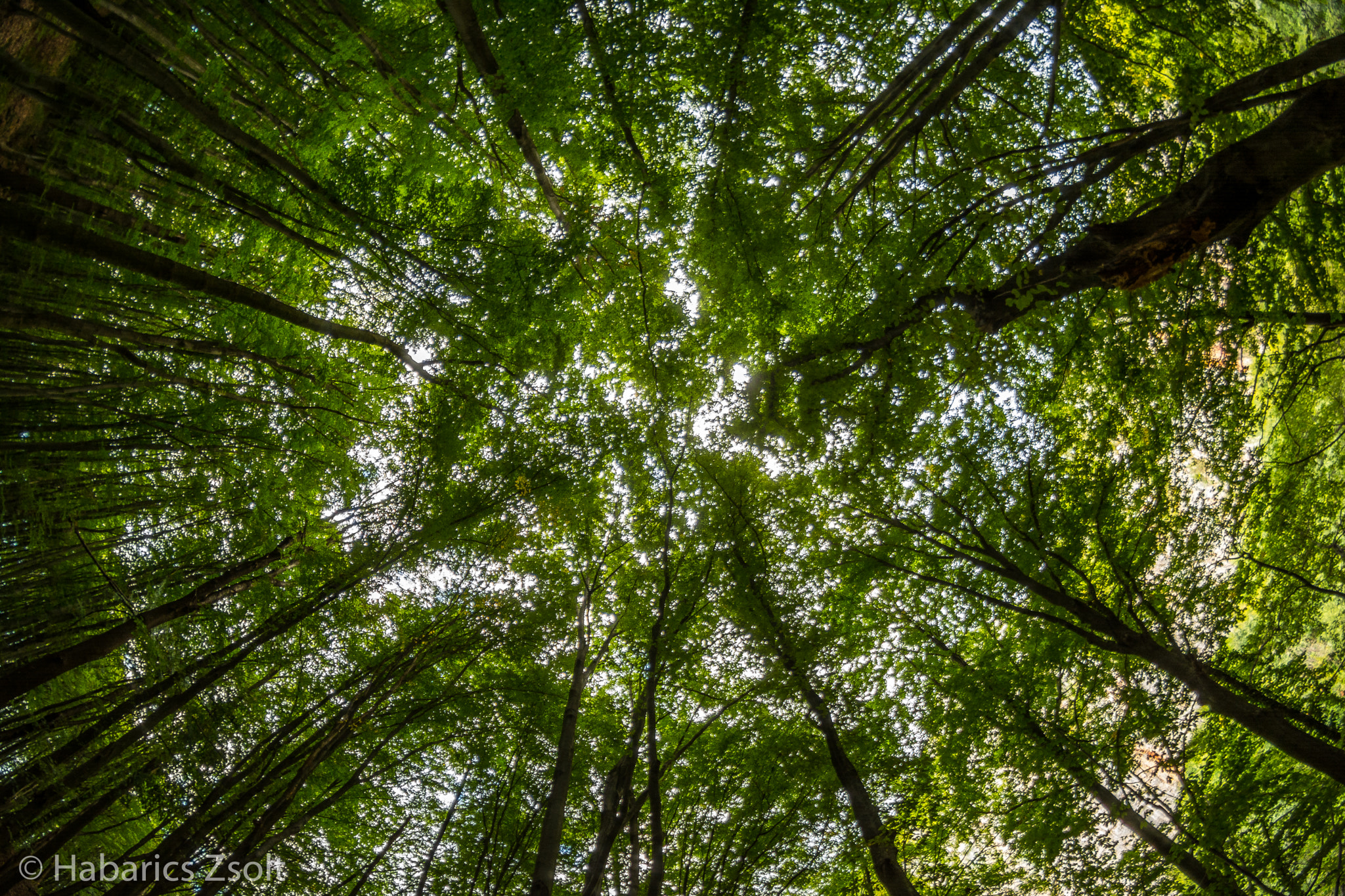 Samyang 8mm F3.5 Aspherical IF MC Fisheye sample photo. Three circle photography