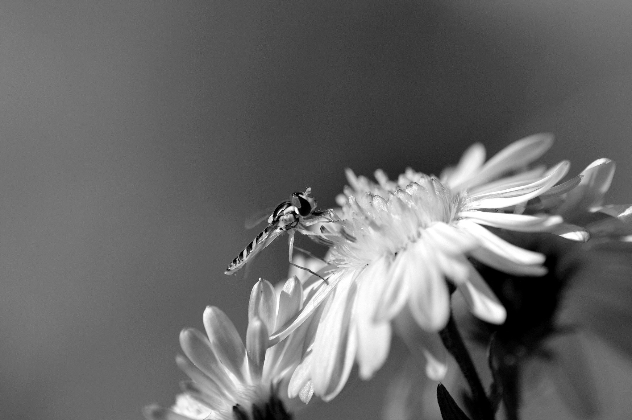 Nikon AF-S DX Micro-Nikkor 85mm F3.5G ED VR sample photo. Syrphe photography