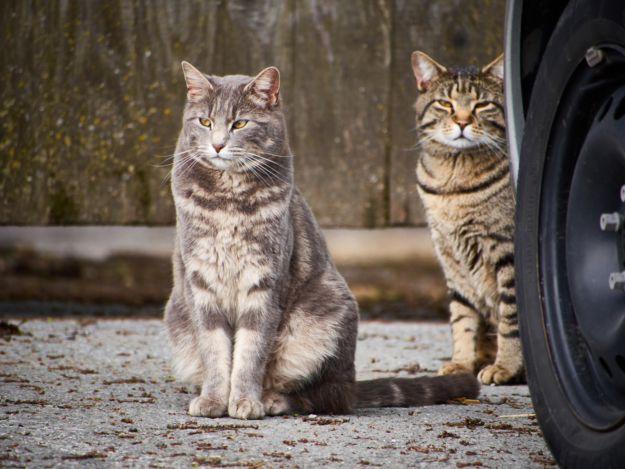 Olympus OM-D E-M5 sample photo. Bros photography