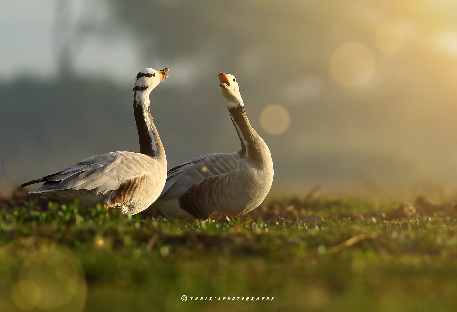 Canon EOS 7D Mark II + Canon EF 400mm F5.6L USM sample photo. Romance photography