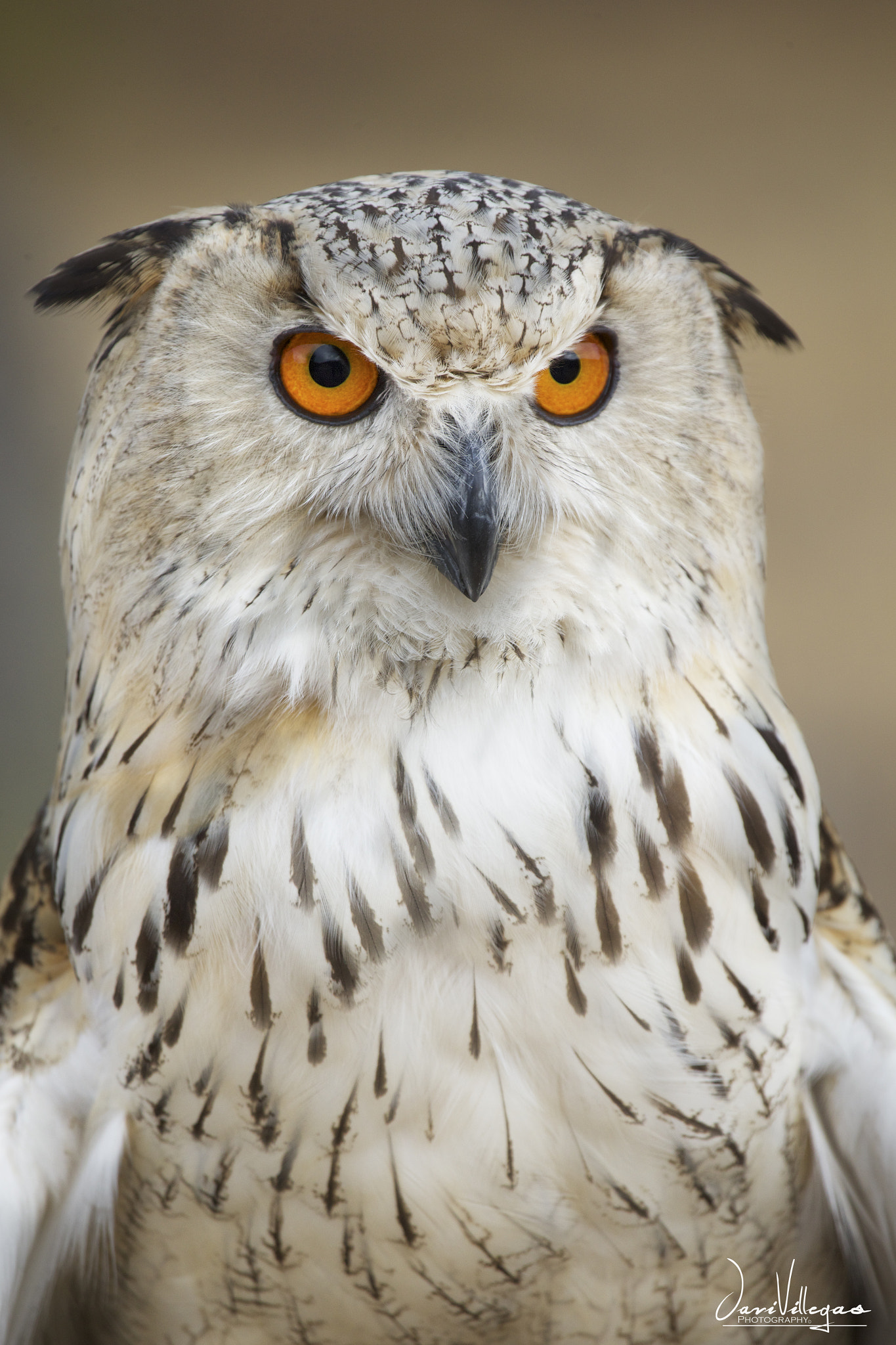 Canon EF 100-400mm F4.5-5.6L IS USM sample photo. Portrait euro-asian eagle owl. photography