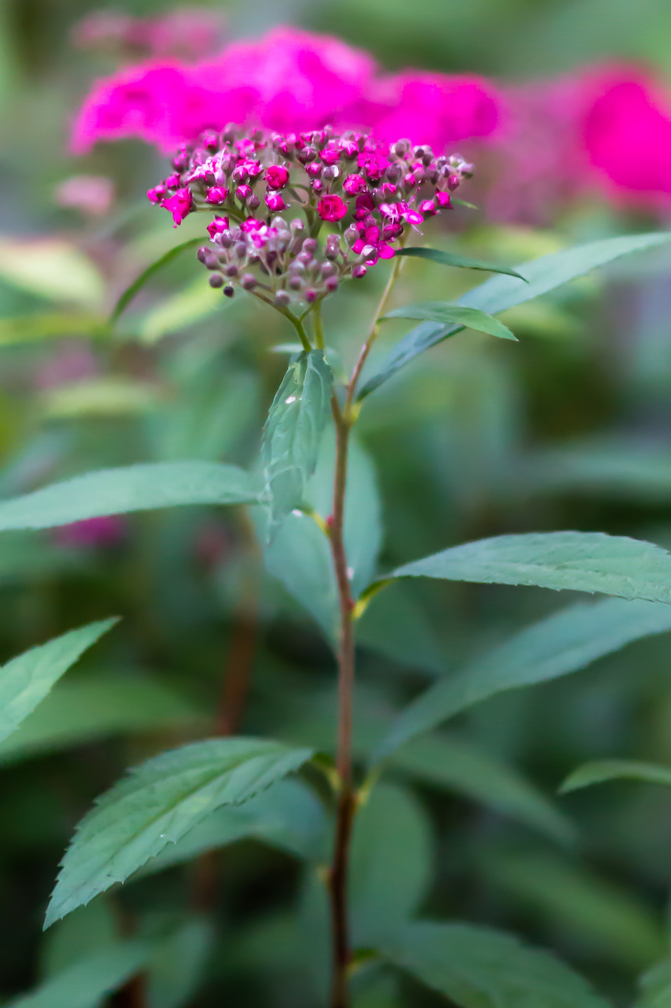 Canon EOS 70D + Sigma 85mm F1.4 EX DG HSM sample photo. Autumn is a second spring photography