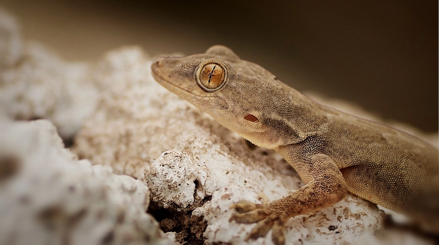 Sony ILCA-77M2 + Tamron SP AF 90mm F2.8 Di Macro sample photo. Found this overgrown lizard crawling across the compound wall of my home this afternoon photography