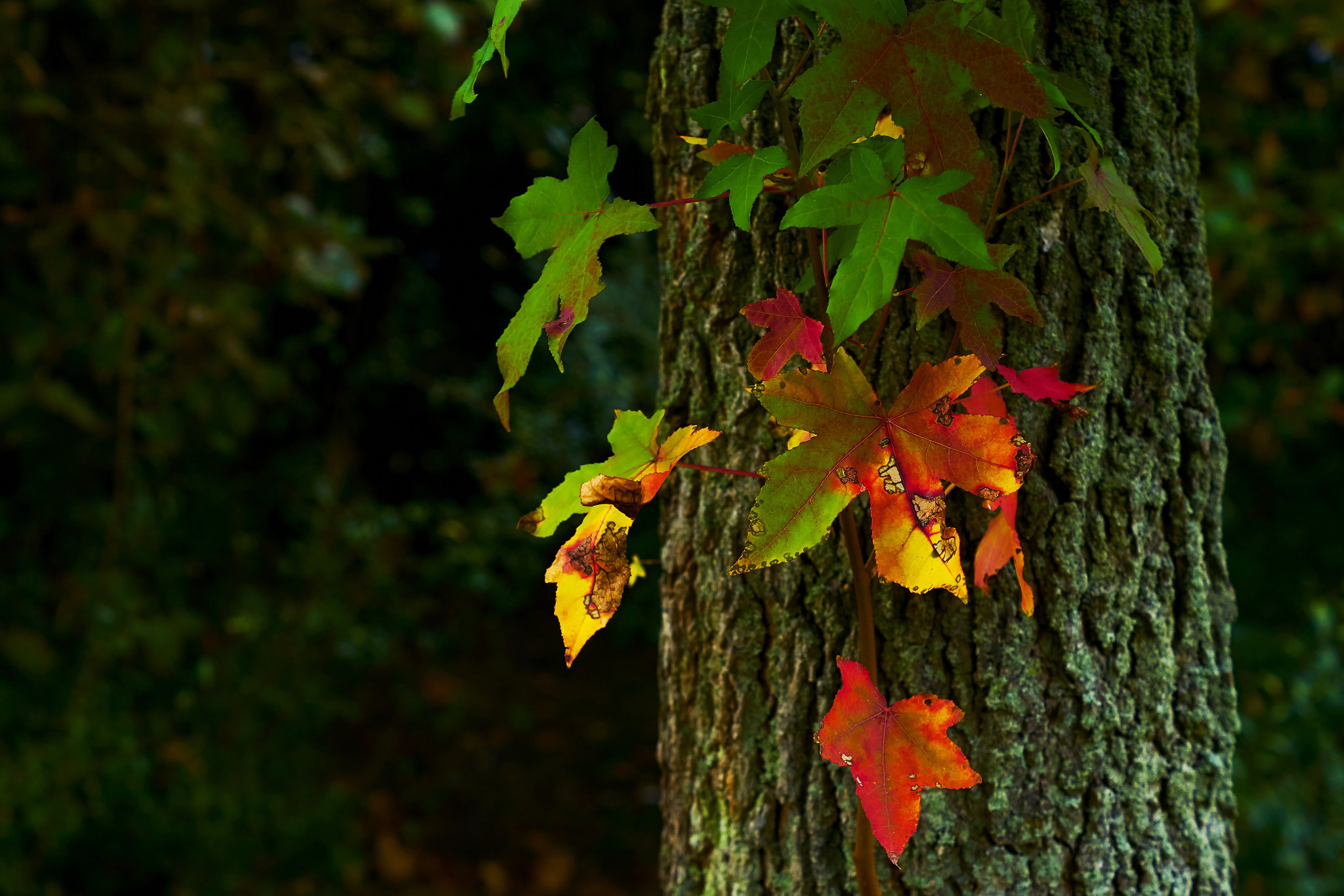 Sony ILCA-77M2 + Sony DT 50mm F1.8 SAM sample photo. Red, yellow and green photography