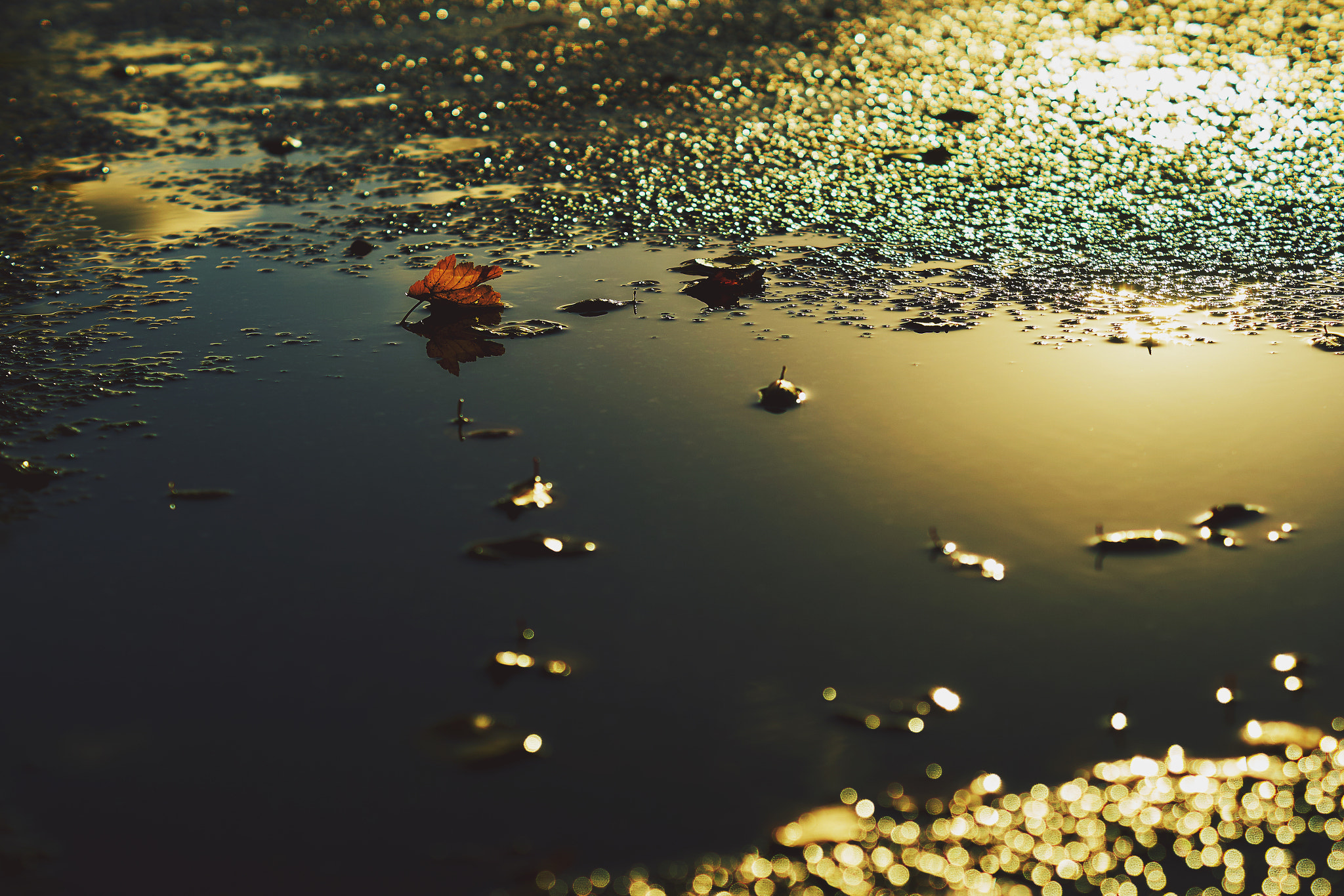 Sony ILCA-77M2 + Sony DT 50mm F1.8 SAM sample photo. Wet and sunny photography